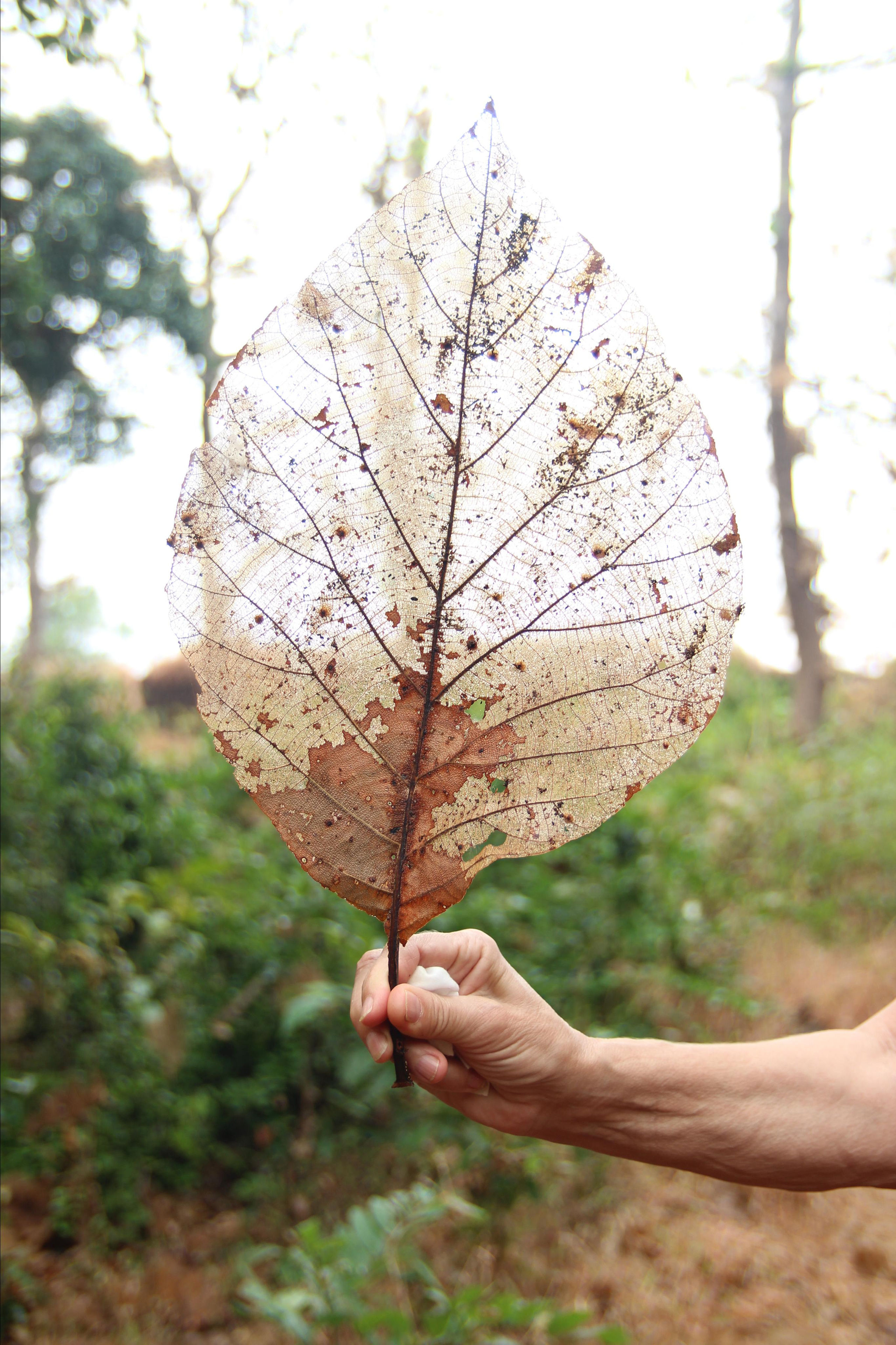 Индия. Фотограф Дарья Локотко в Красноярске