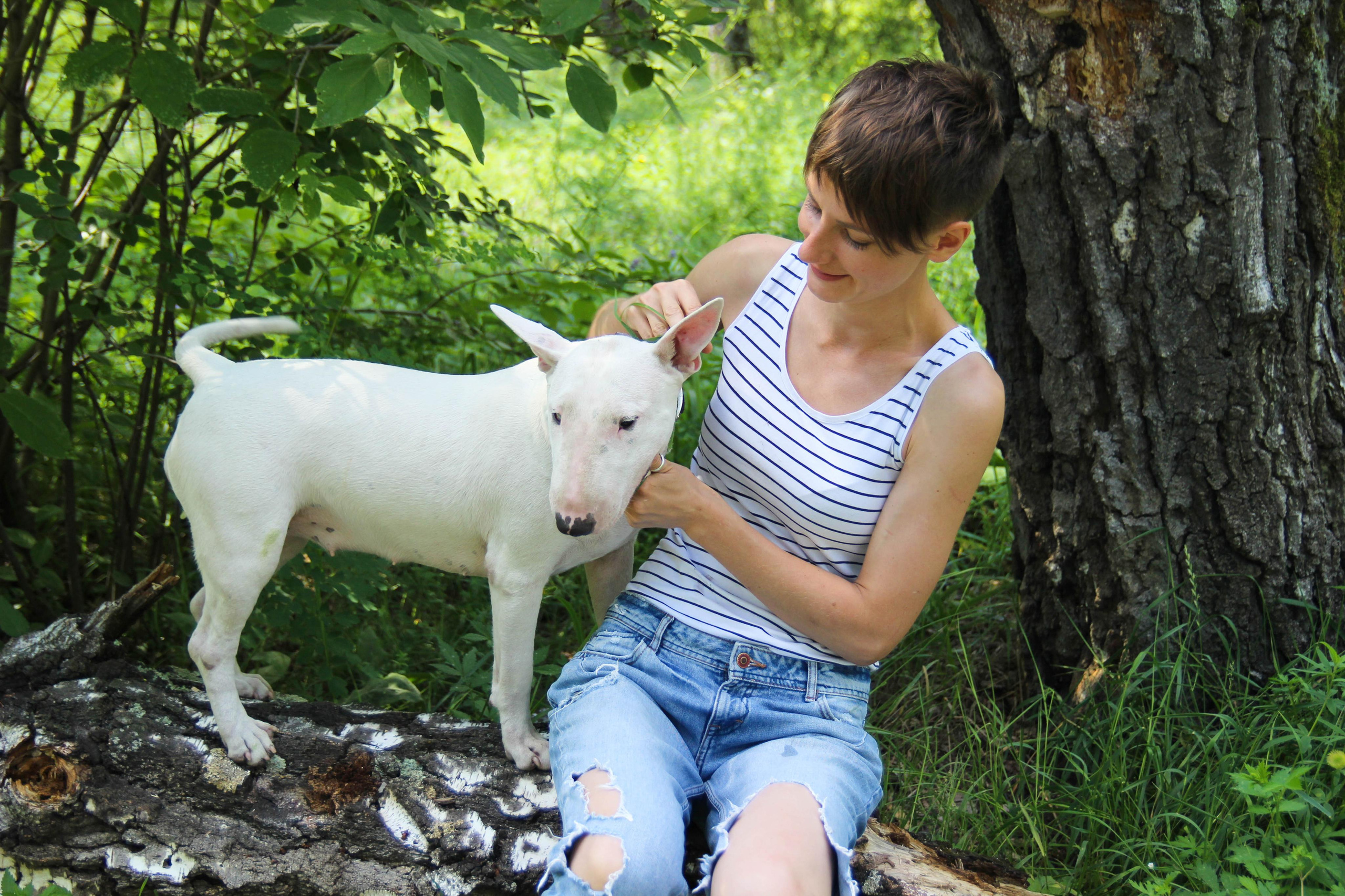 бультерьер собака и девушка на природе