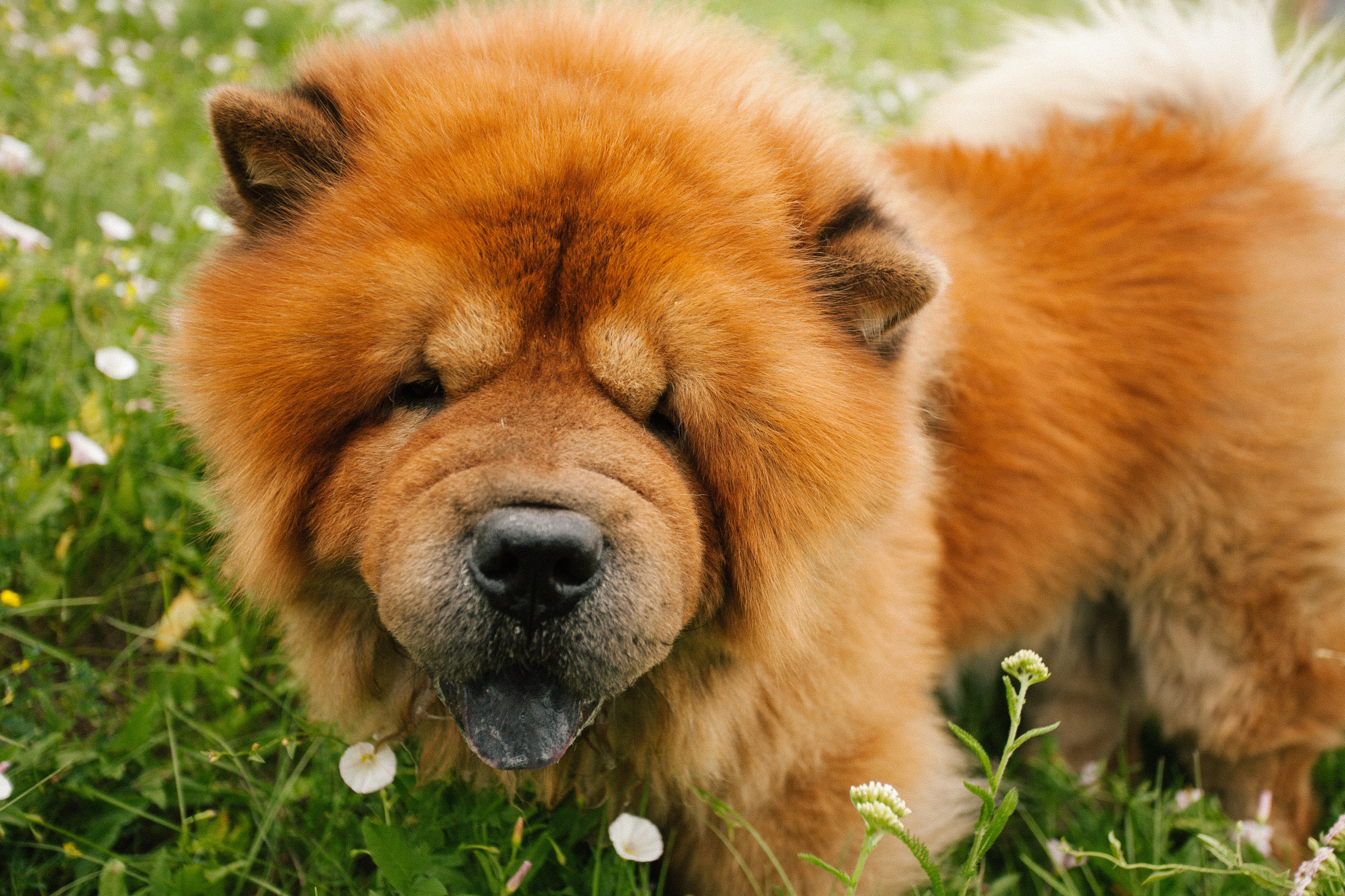 Фотосессии собак. Фотограф Дарья Локотко в Красноярске
