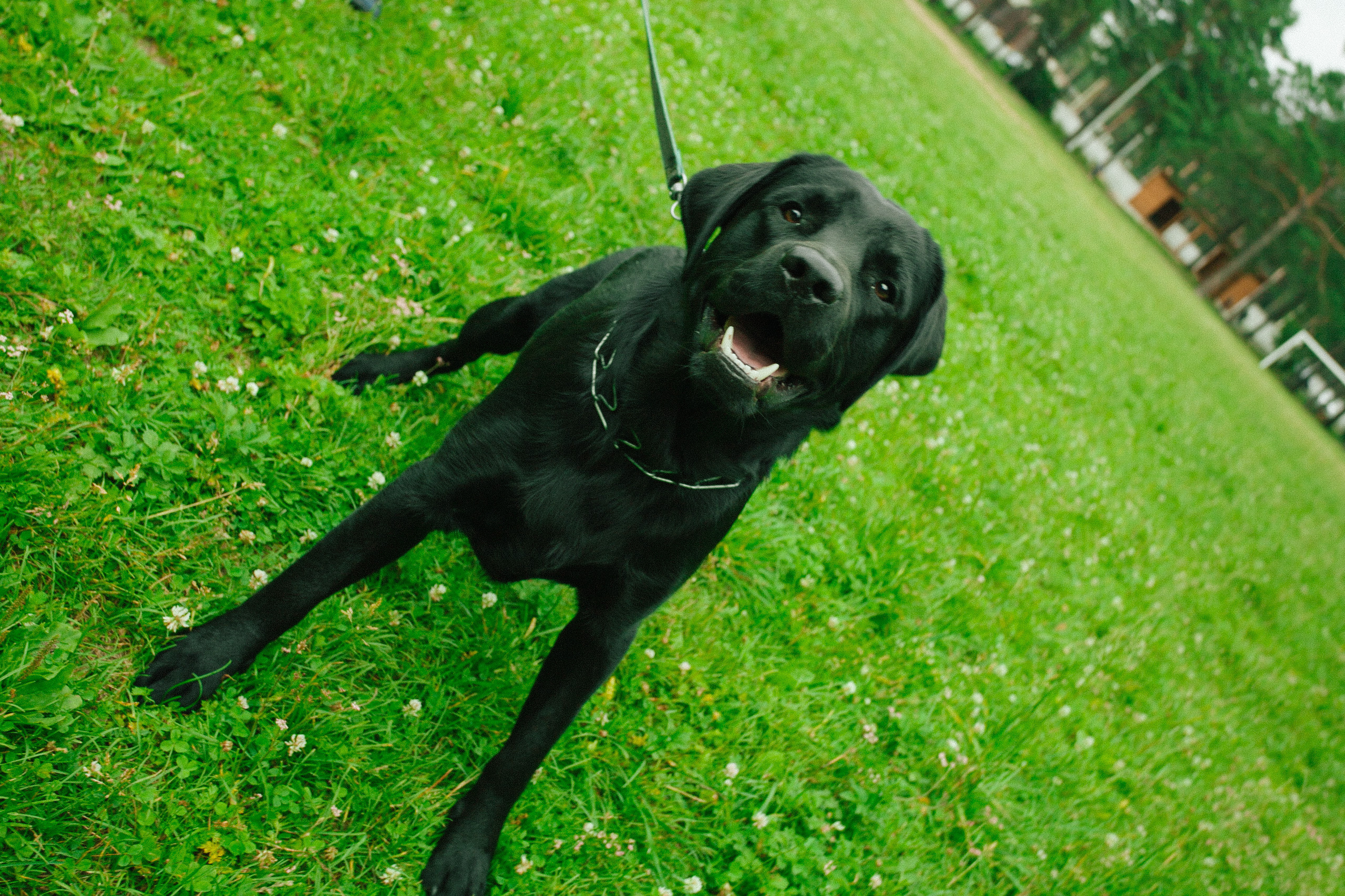 черный лабрадор ретривер