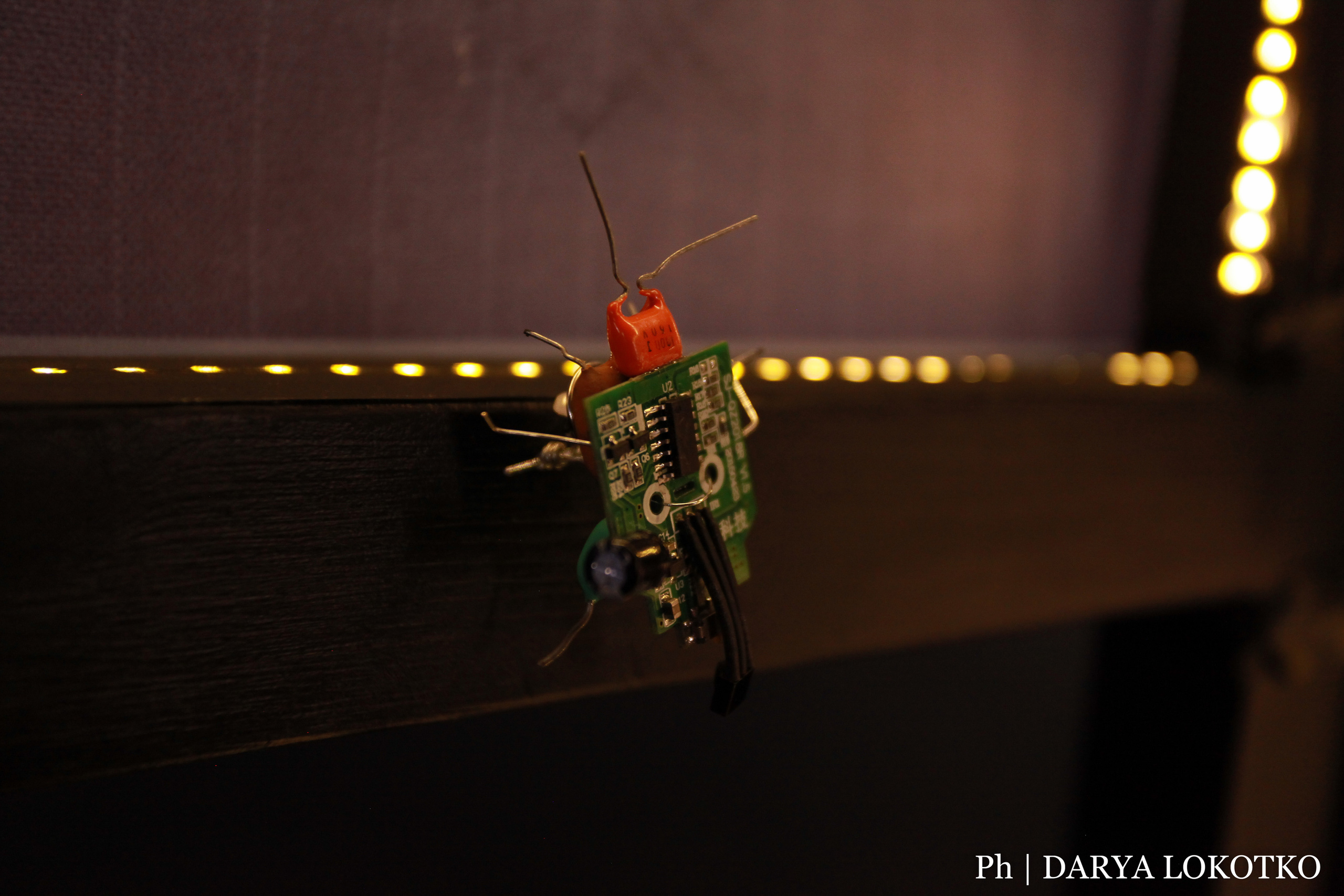 Красноярска ярмарка книжной культуры. Фотограф Дарья Локотко в Красноярске