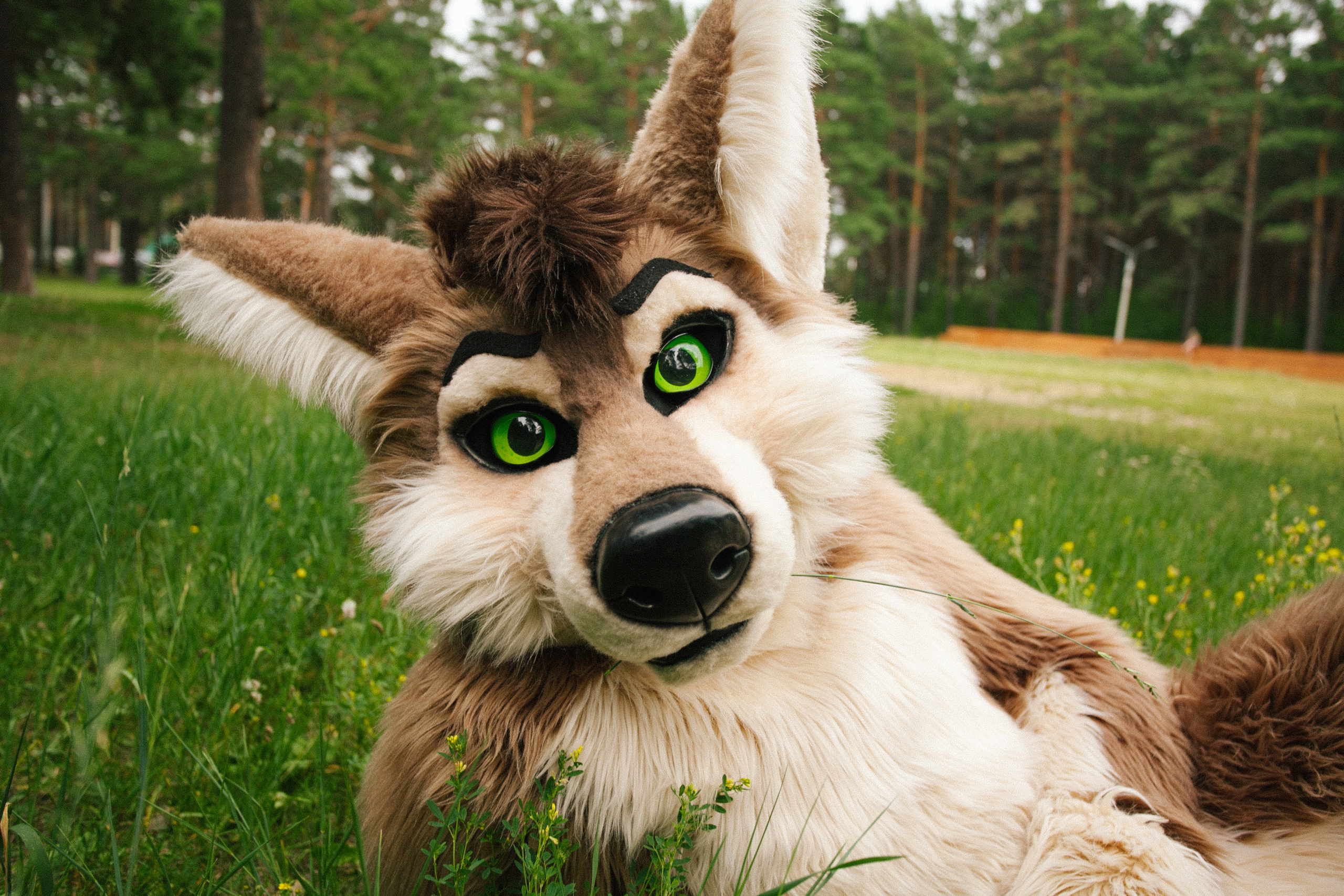 волк, фури, природа, лето, трава