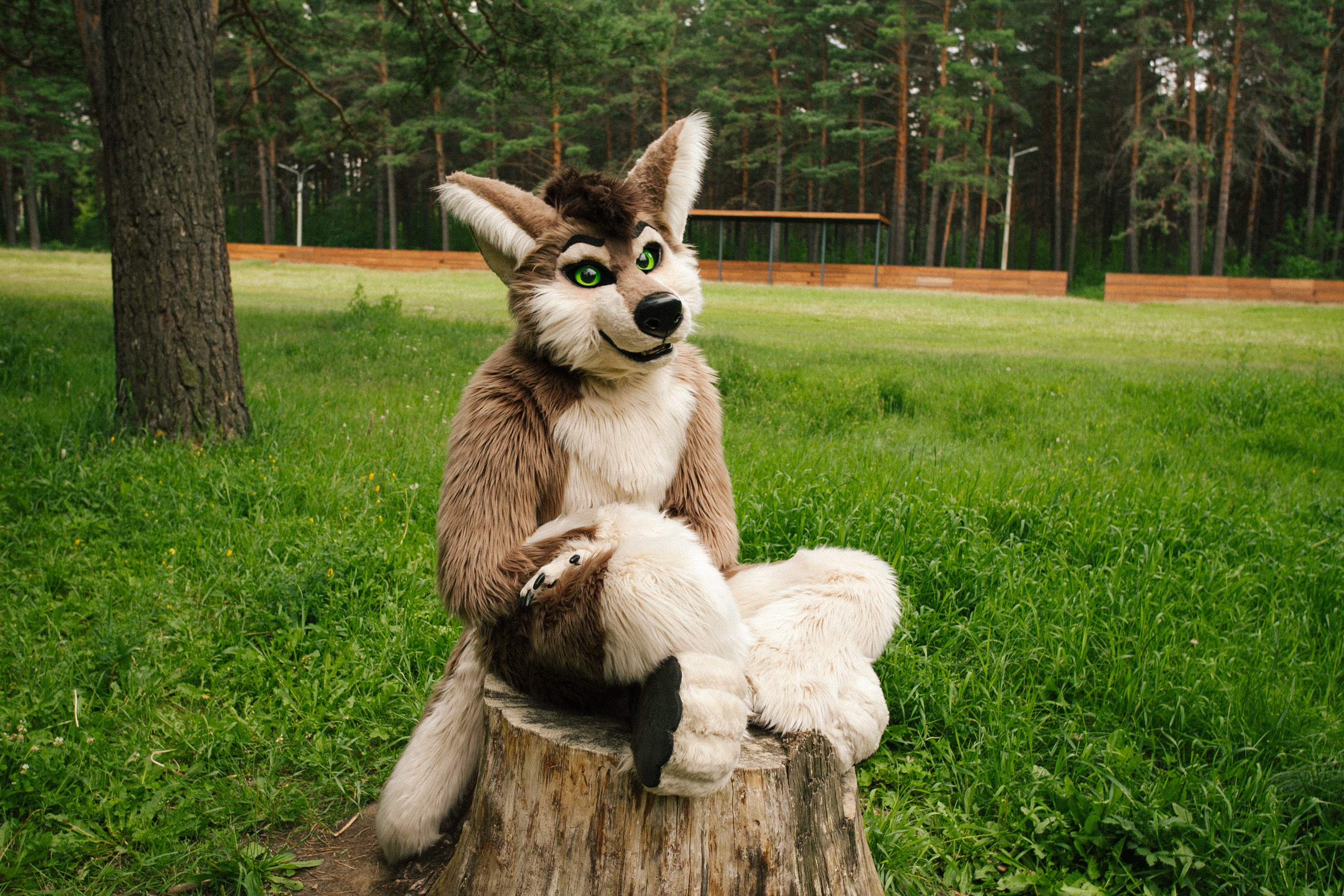 волк, фури, природа, лето, роща, зеленая трава