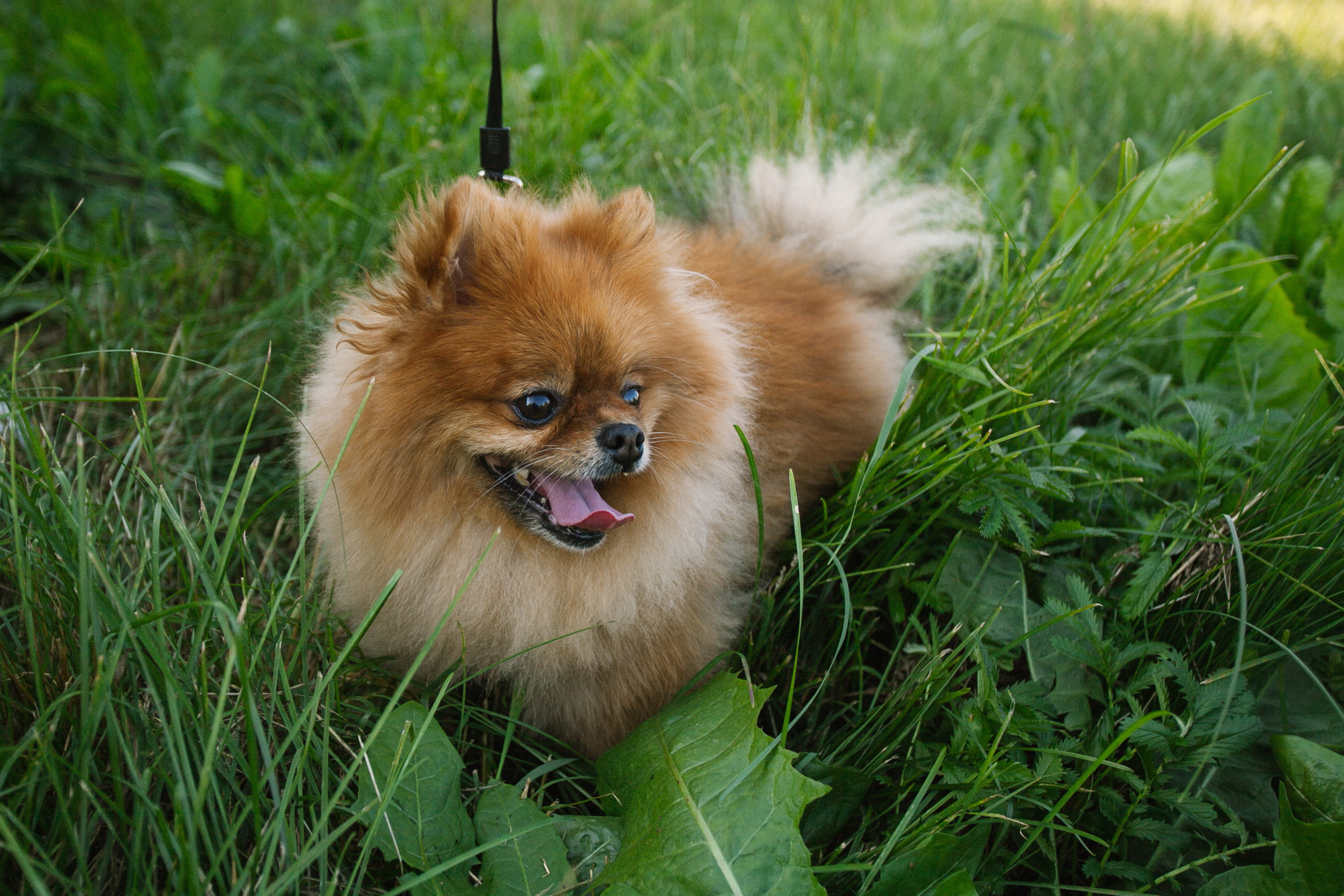 Фотосессии собак. Фотограф Дарья Локотко в Красноярске