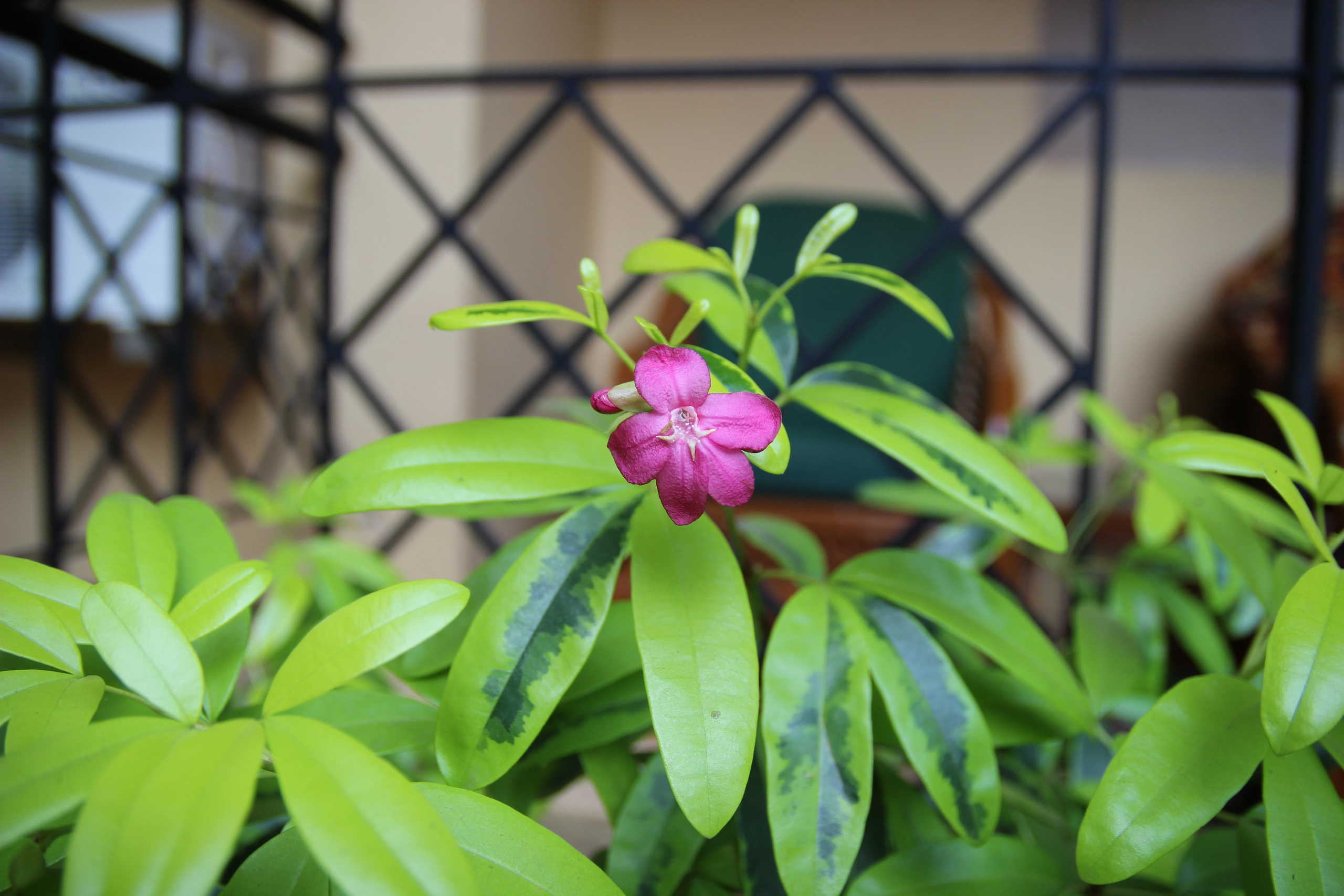 Индия. Фотограф Дарья Локотко в Красноярске