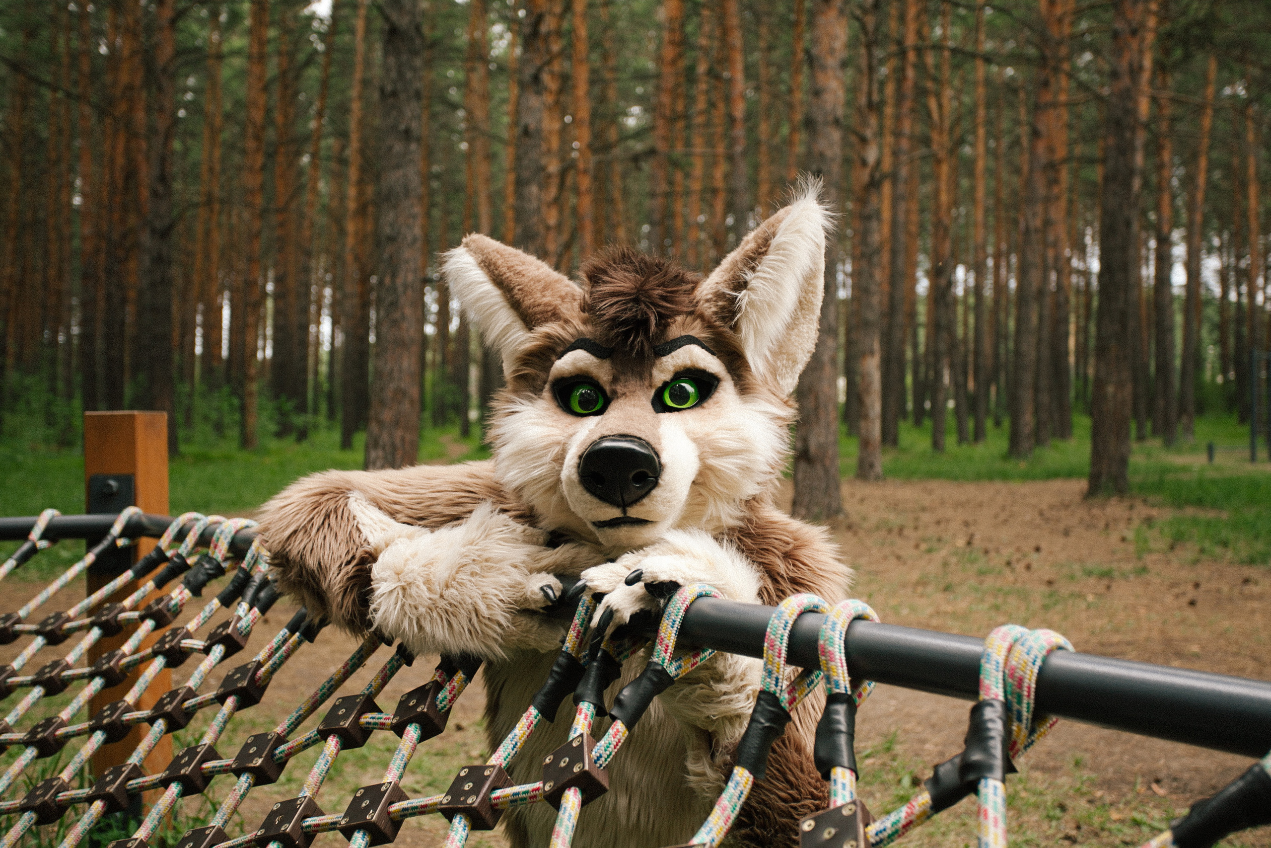 волк, фури, природа, лето, роща, зеленая трава