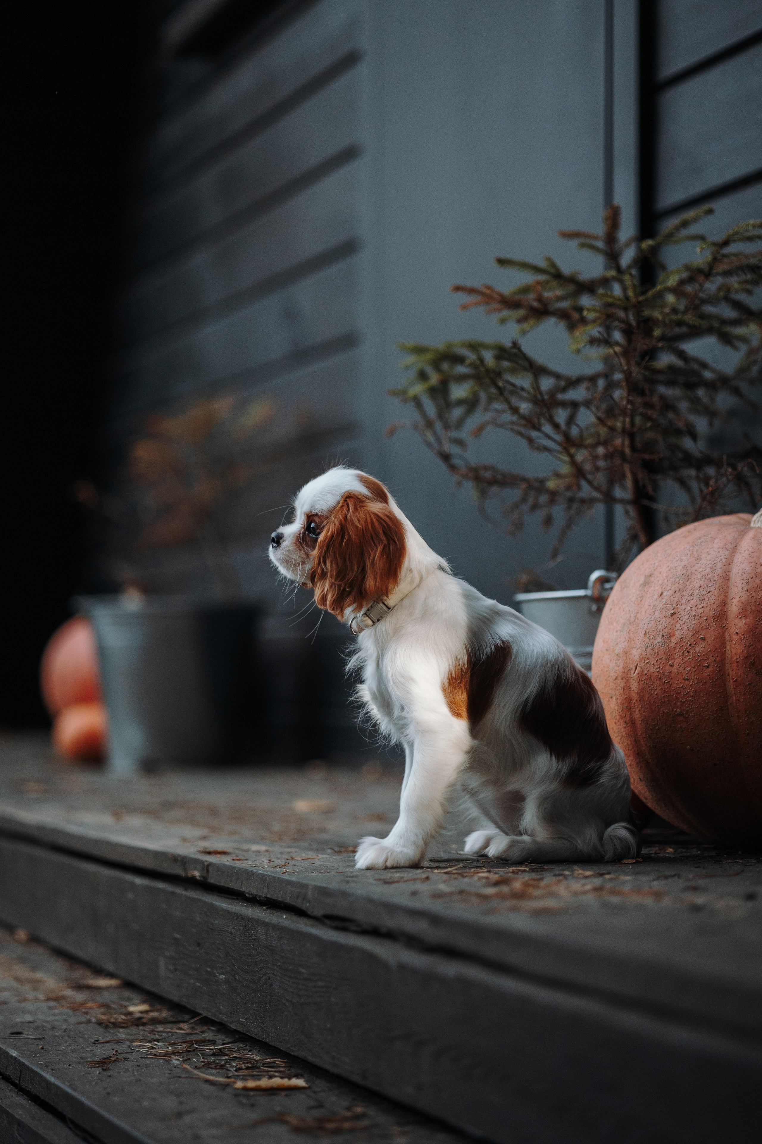Семейная история. Фотограф — Анималист | Санкт-Петербург