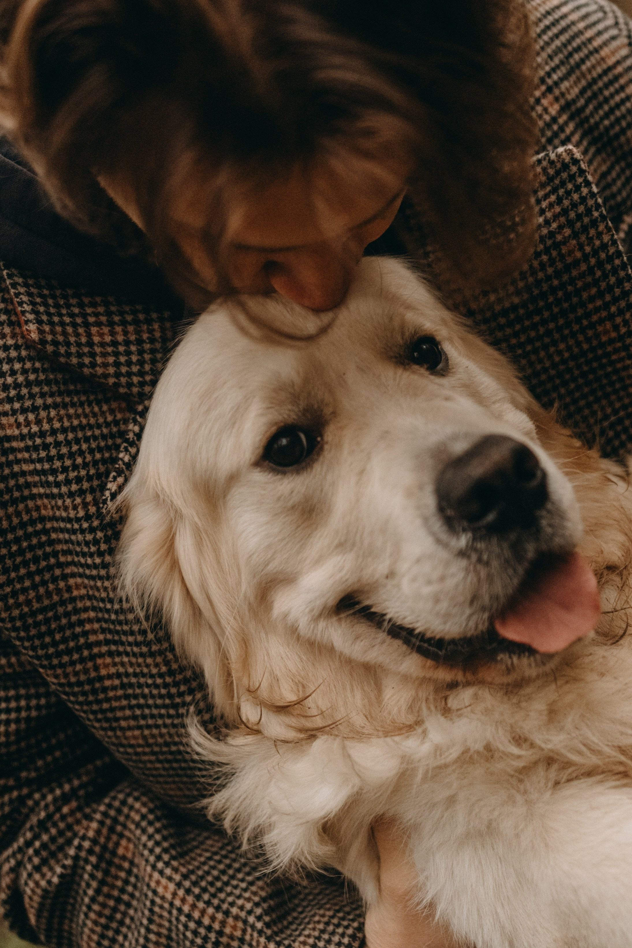 Лаки и его семья. Фотограф — Анималист | Санкт-Петербург