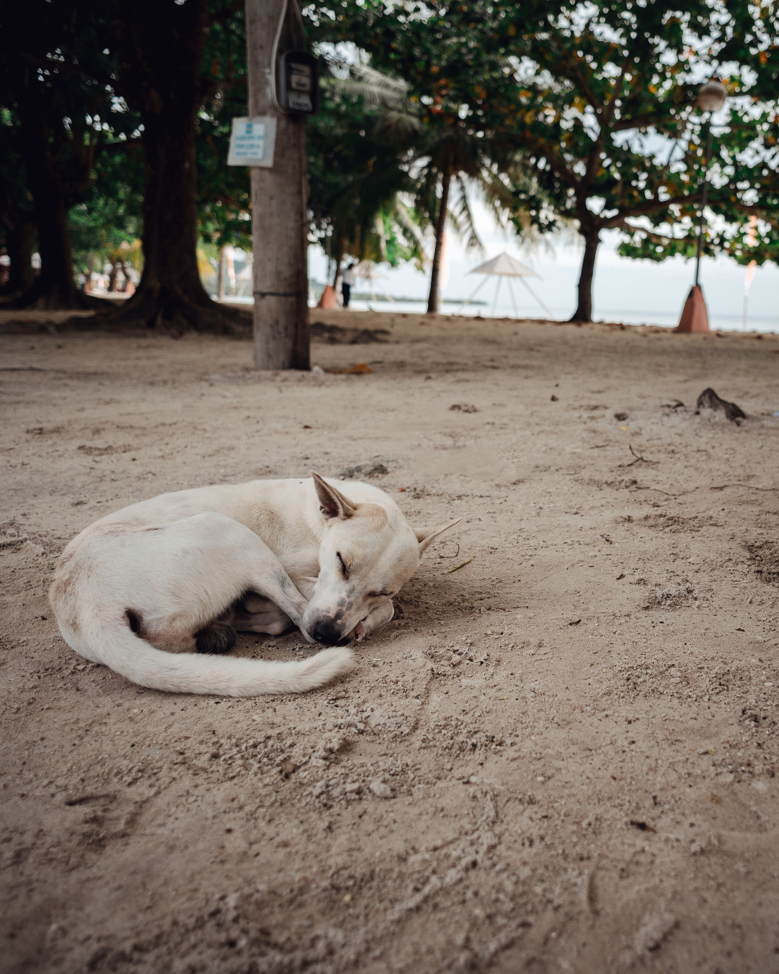 Philippines. Photographer in Tokyo Anatolii Ozarto