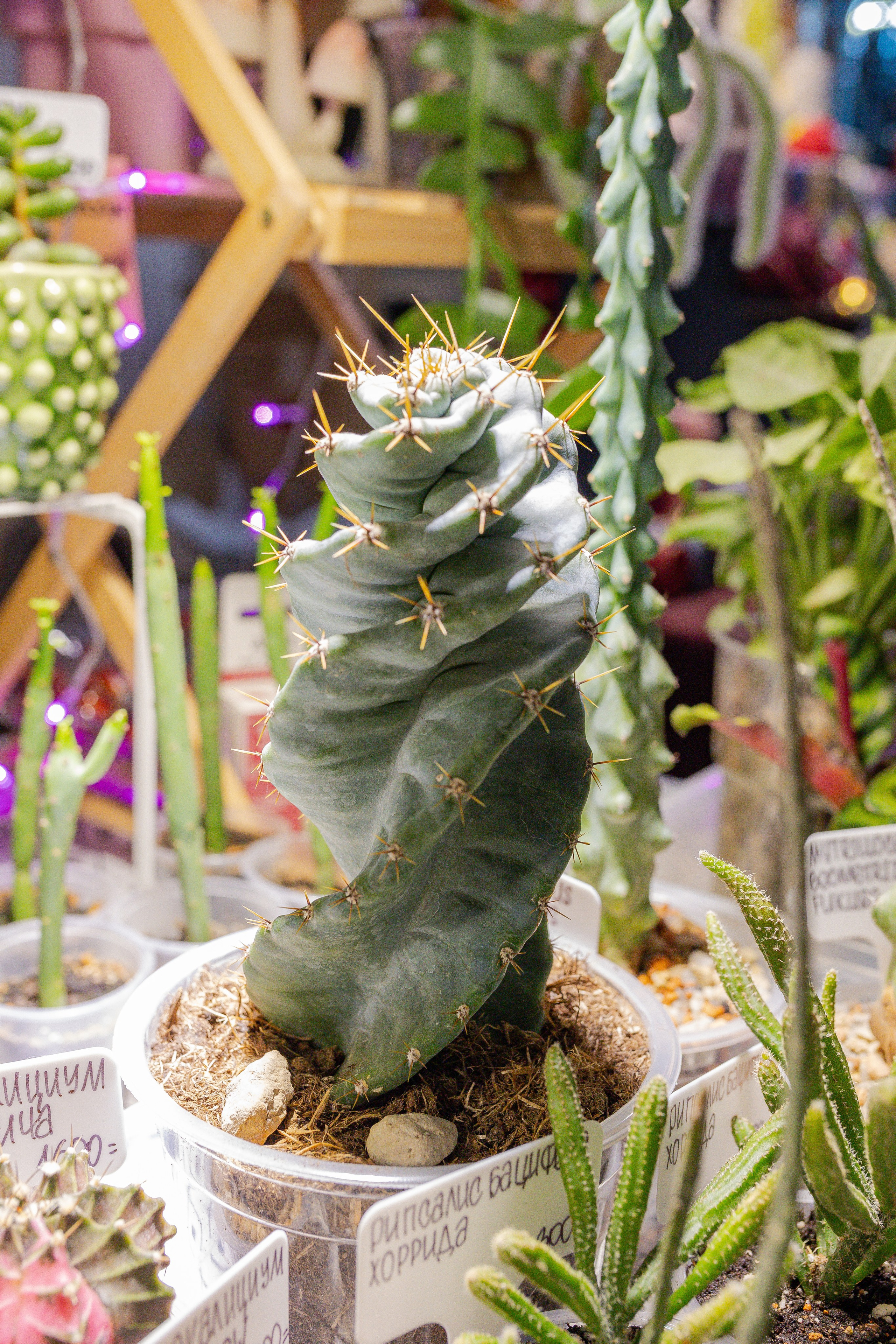 Growbox декабрь 2025. Александра Куликова фотограф, Москва