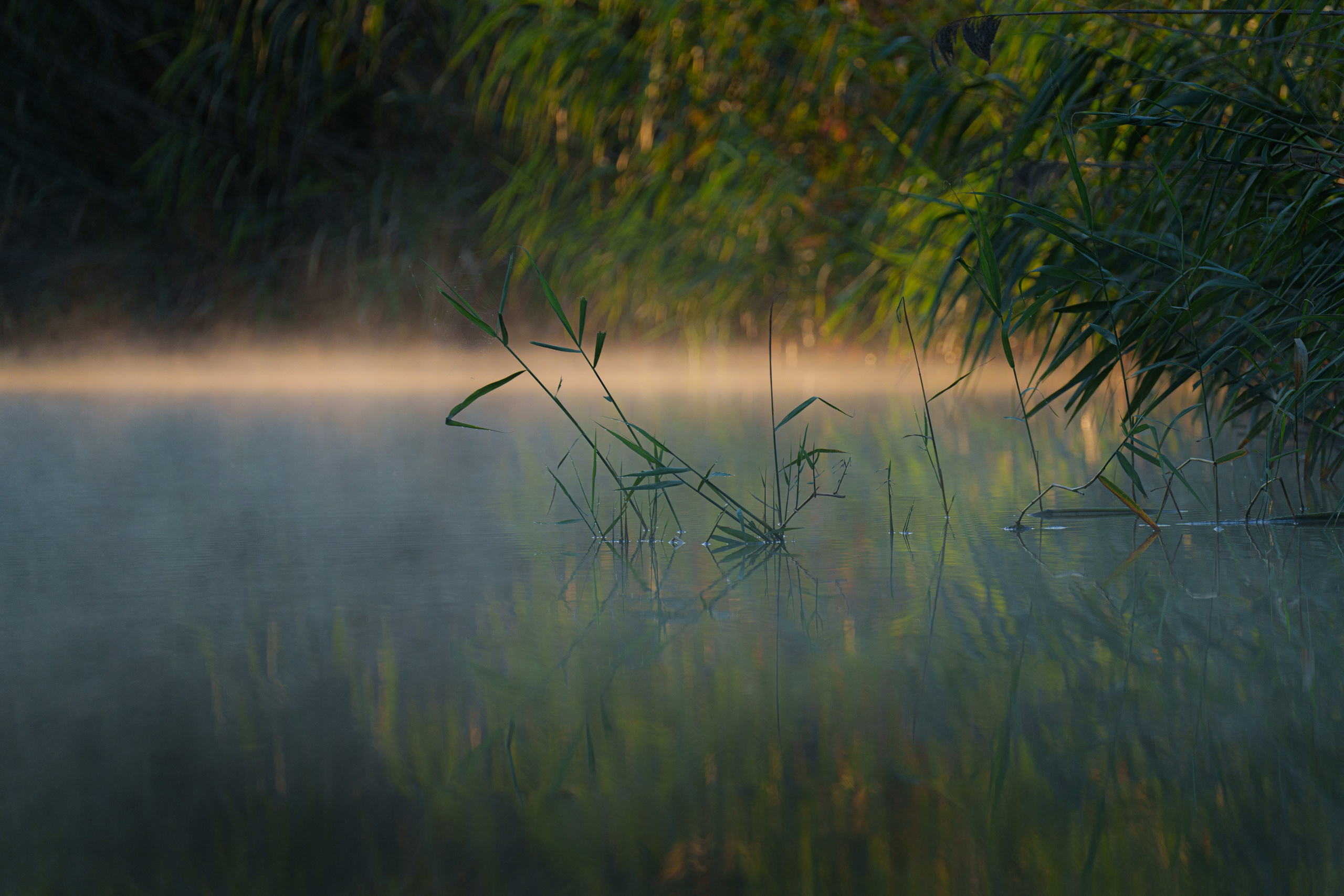 Золотые лотосы. Июль