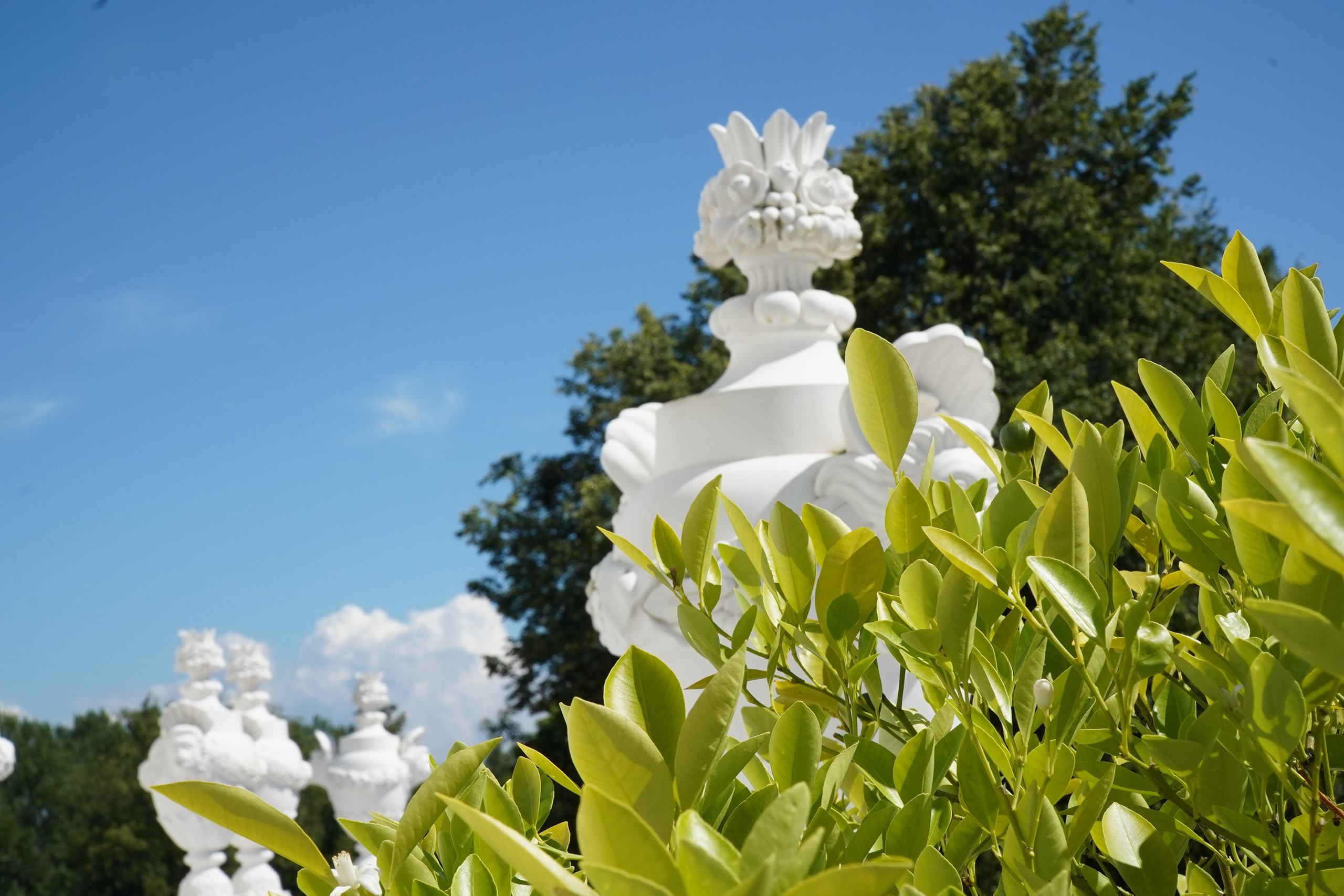 ОРАНИЕНБАУМ. Июль 2024. Фотограф Наталья Погодина в г. Обнинске