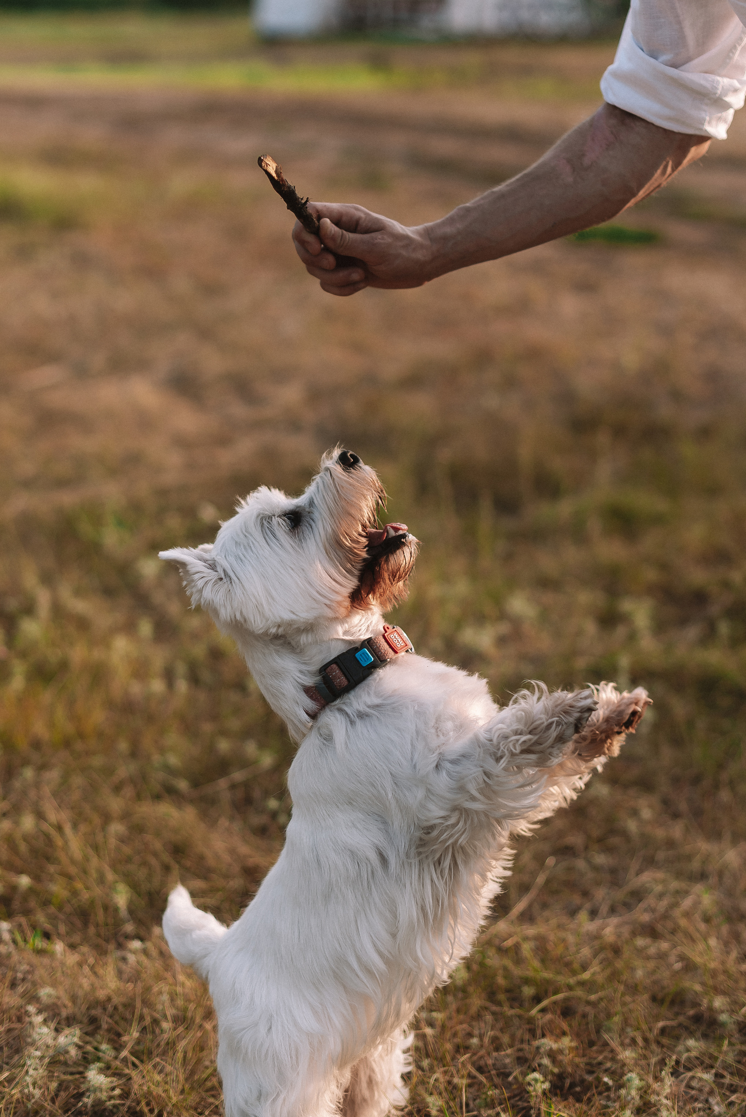 Виктория + Ярослав. Свадебный и семейный фотограф в Волгограде Олеся Лисицкая