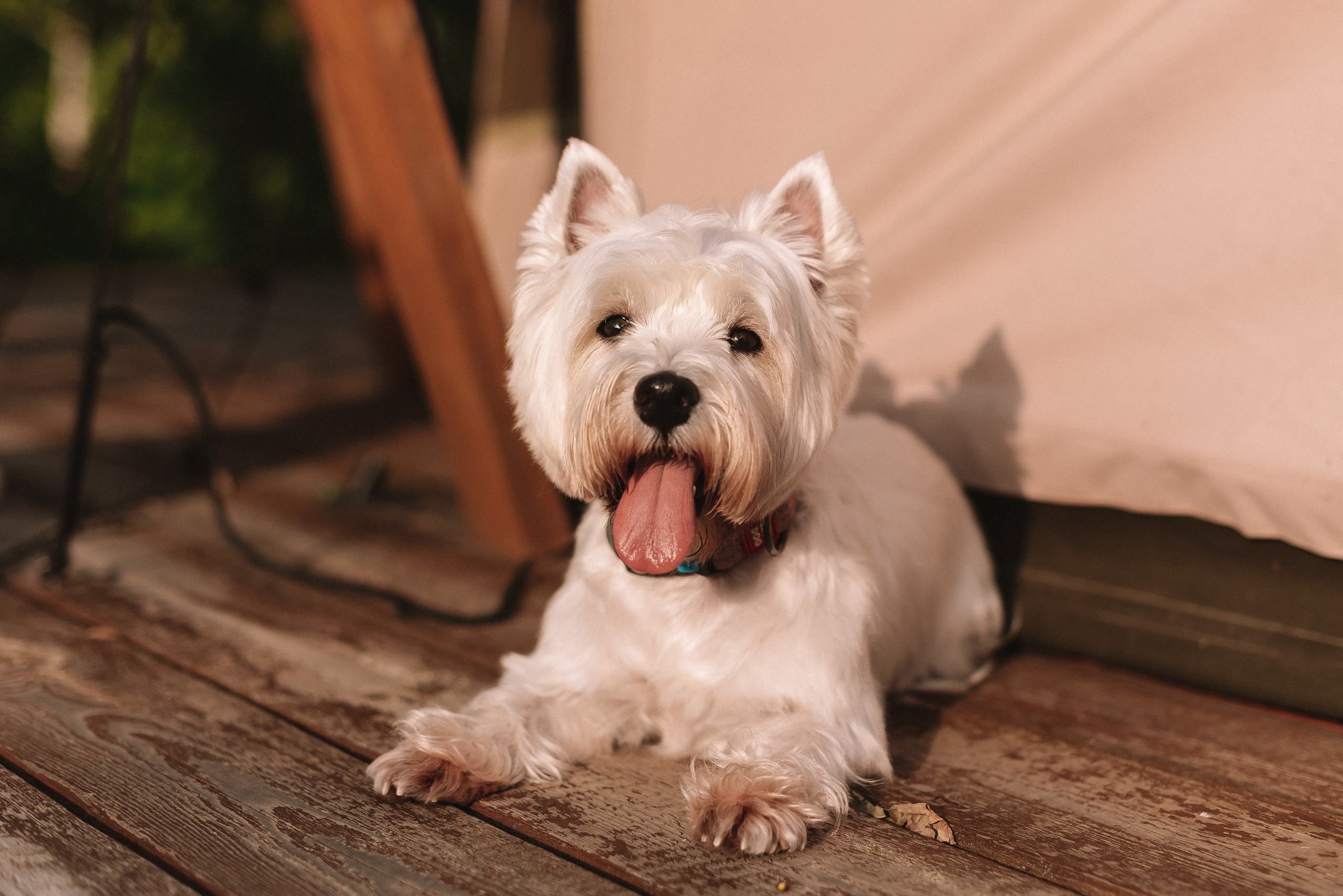Виктория + Ярослав. Свадебный и семейный фотограф в Волгограде Олеся Лисицкая