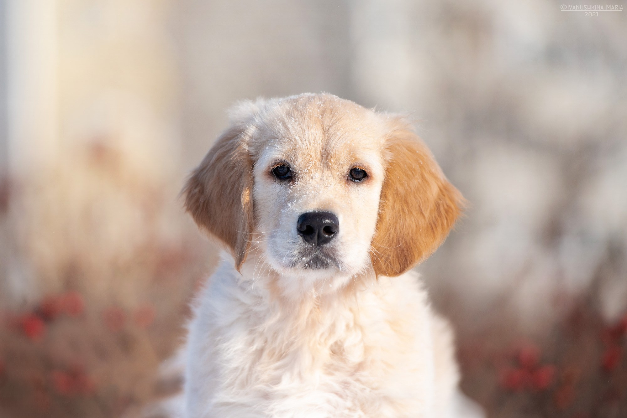 Фотосессия щенков на продажу. Фотограф собак в Москве и Московской области Иванушкина Мария