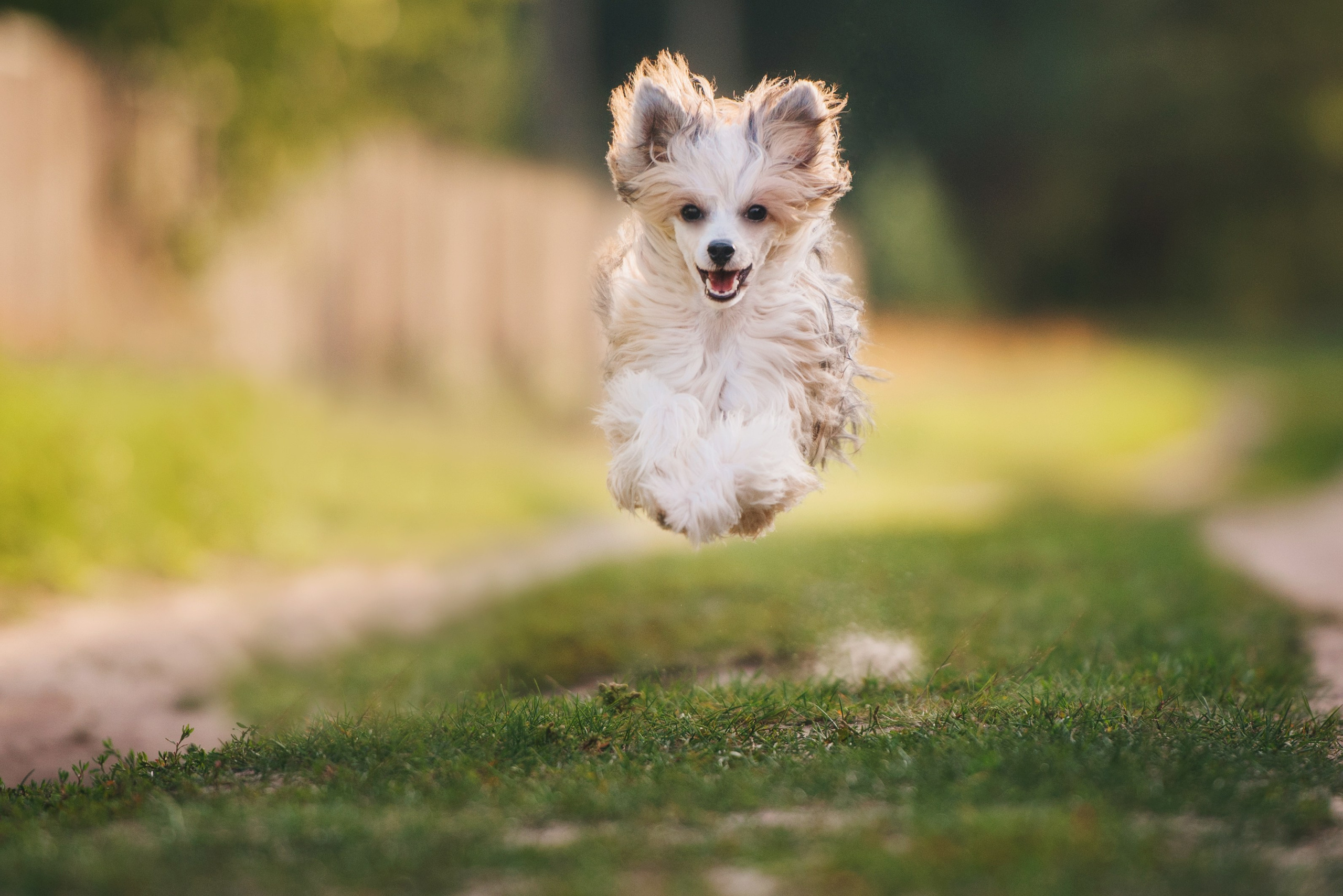 кхс пуховая щенок