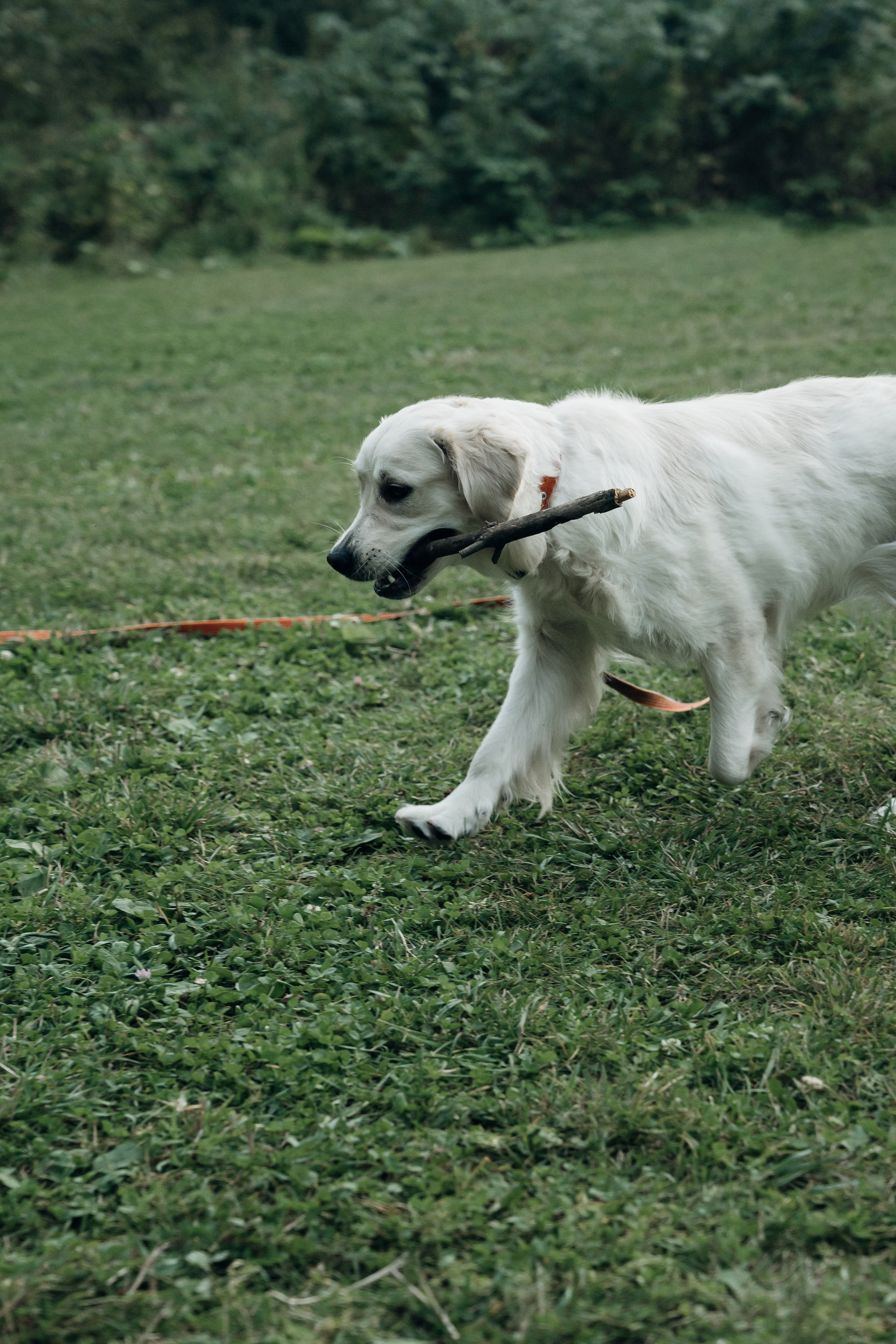 Светлана и Джесси. Фотограф и видеограф в Тюмени Екатерина Чернецкая