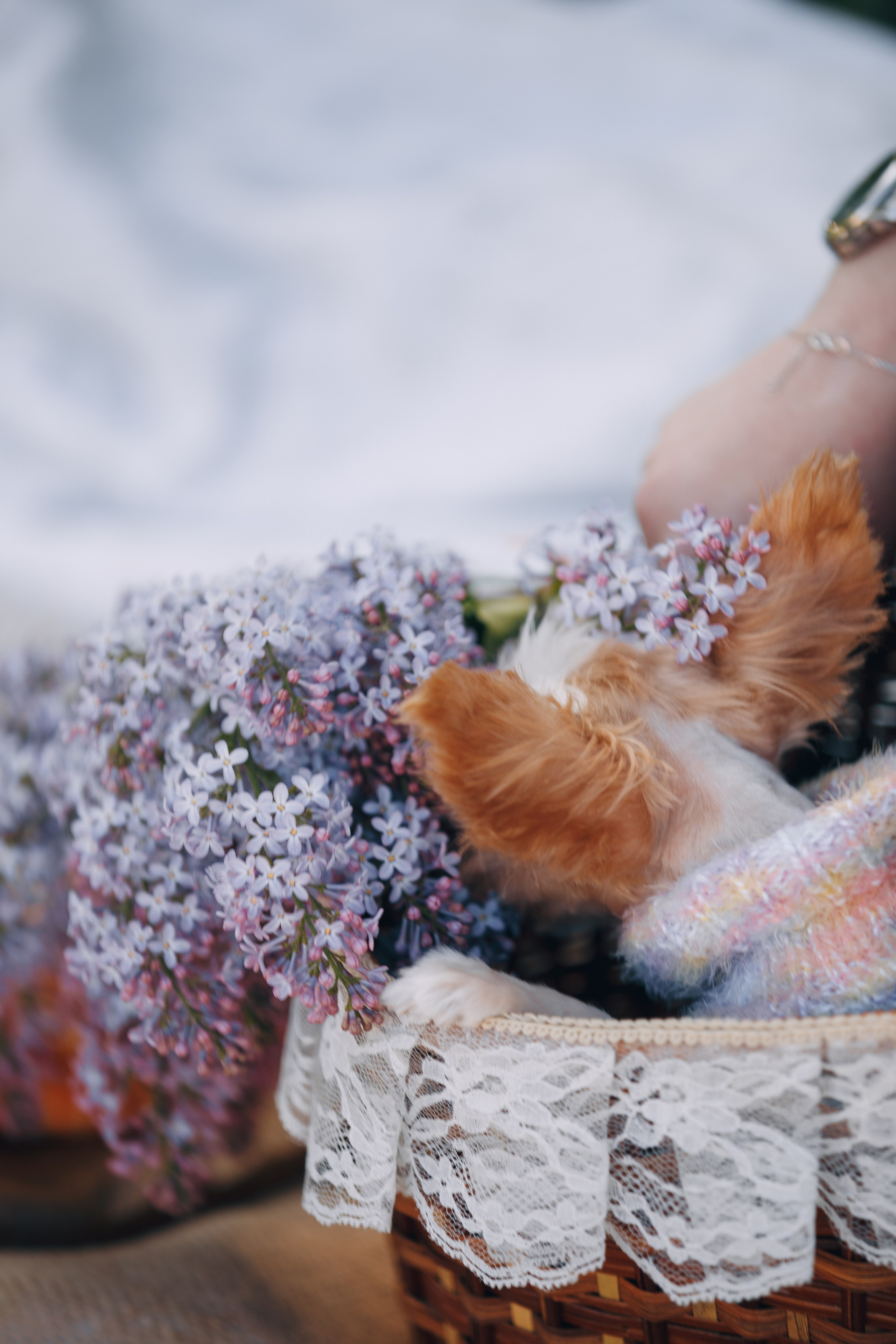 Оля, Патрик, Мейли и Джонни. Фотограф анималист Кристина Карпова, Москва
