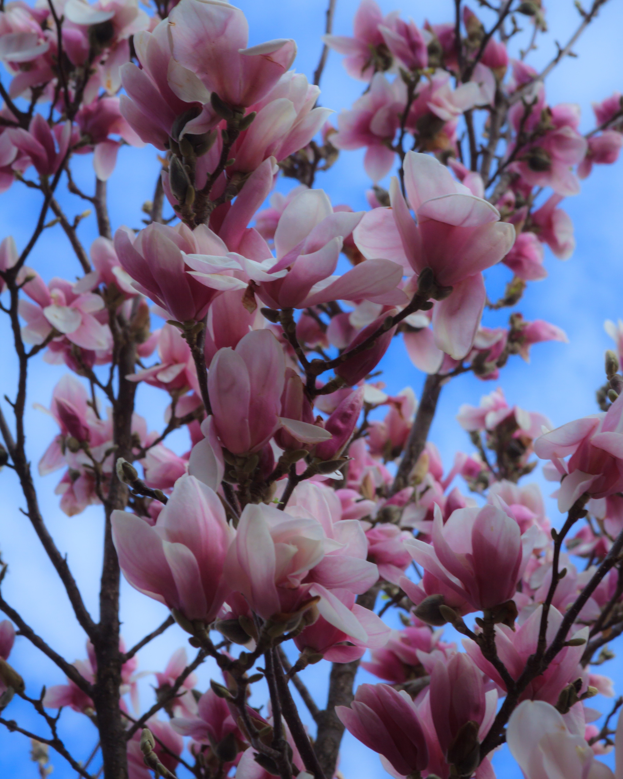 Цветение магнолии в Ессентуках. Пейзажный и архитектурный фотограф юга России