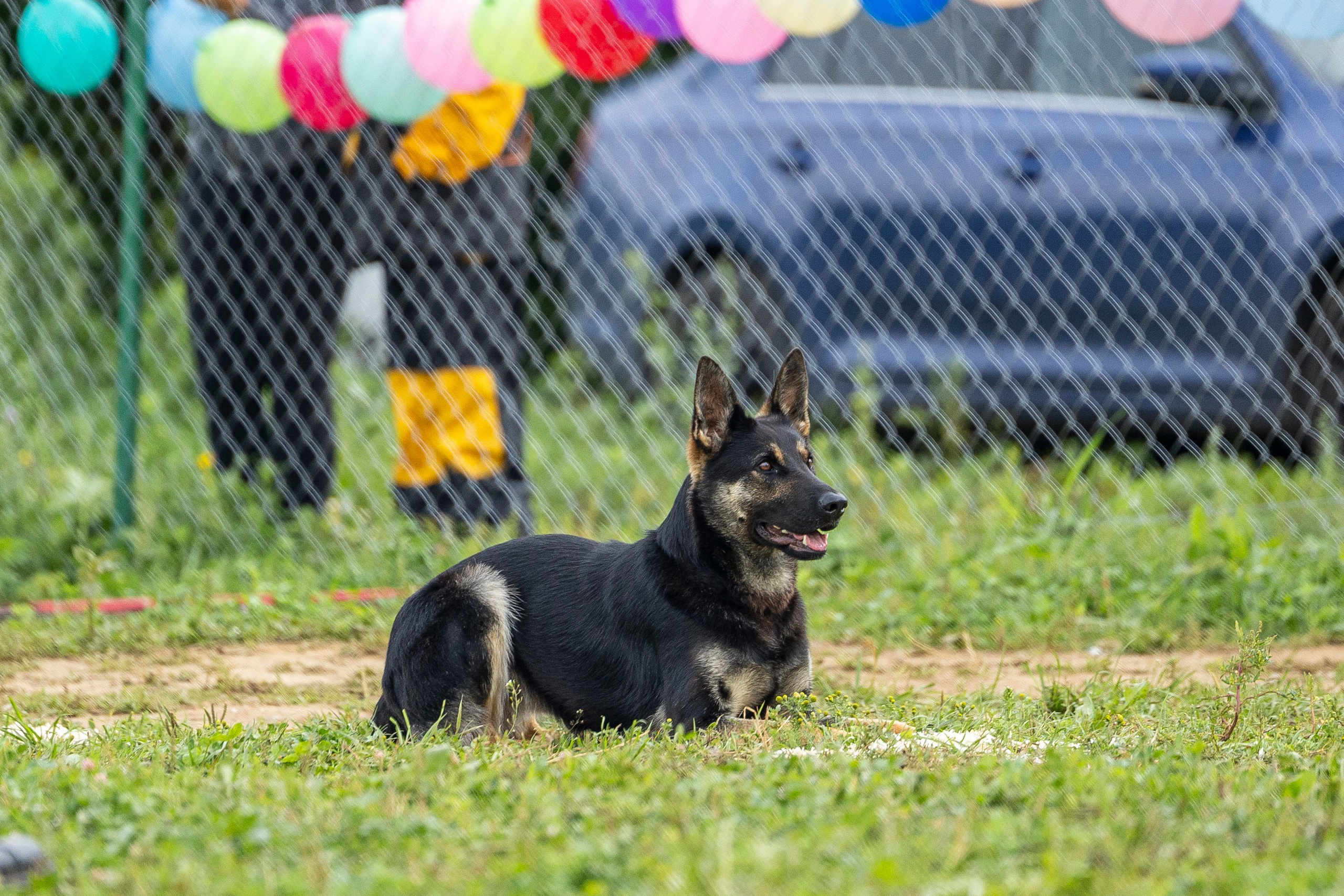 Соревнования по Мондьорингу г. Вологда 10-11.08.2024. Фотограф-анималист Анна Маринич