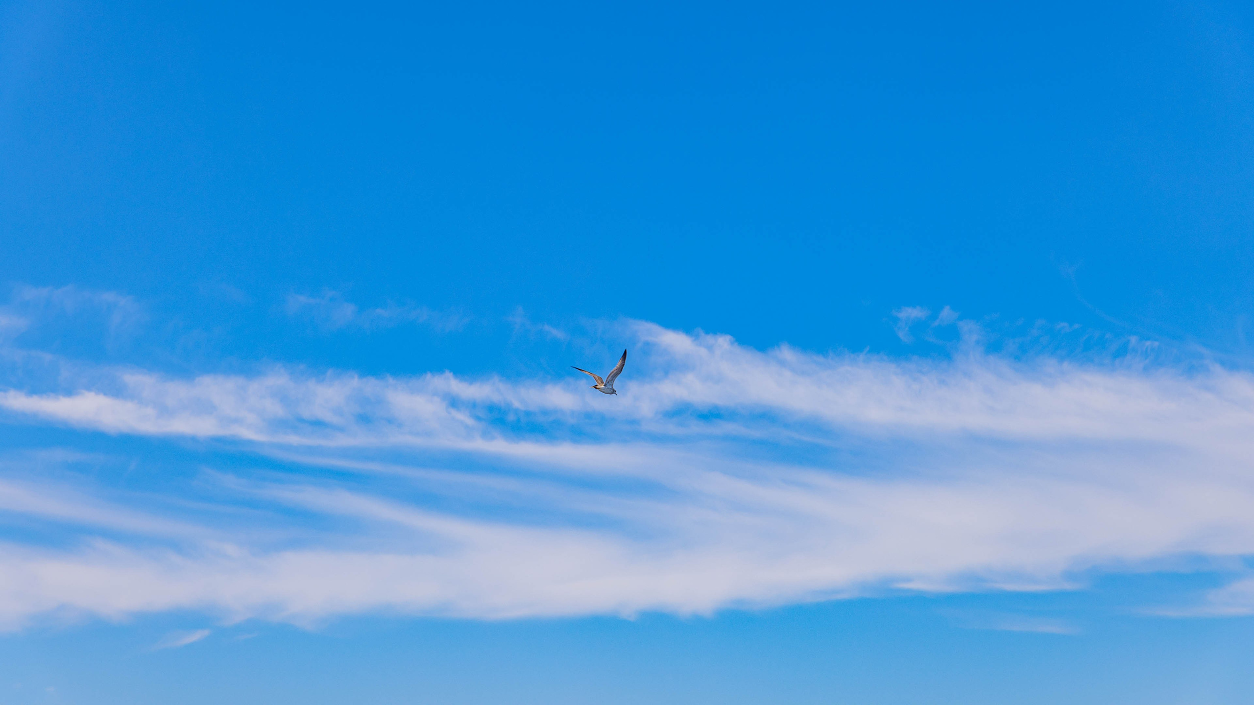 2025 07 Выборг — Сортавала — Великий Новгород — Псков. Фотографии