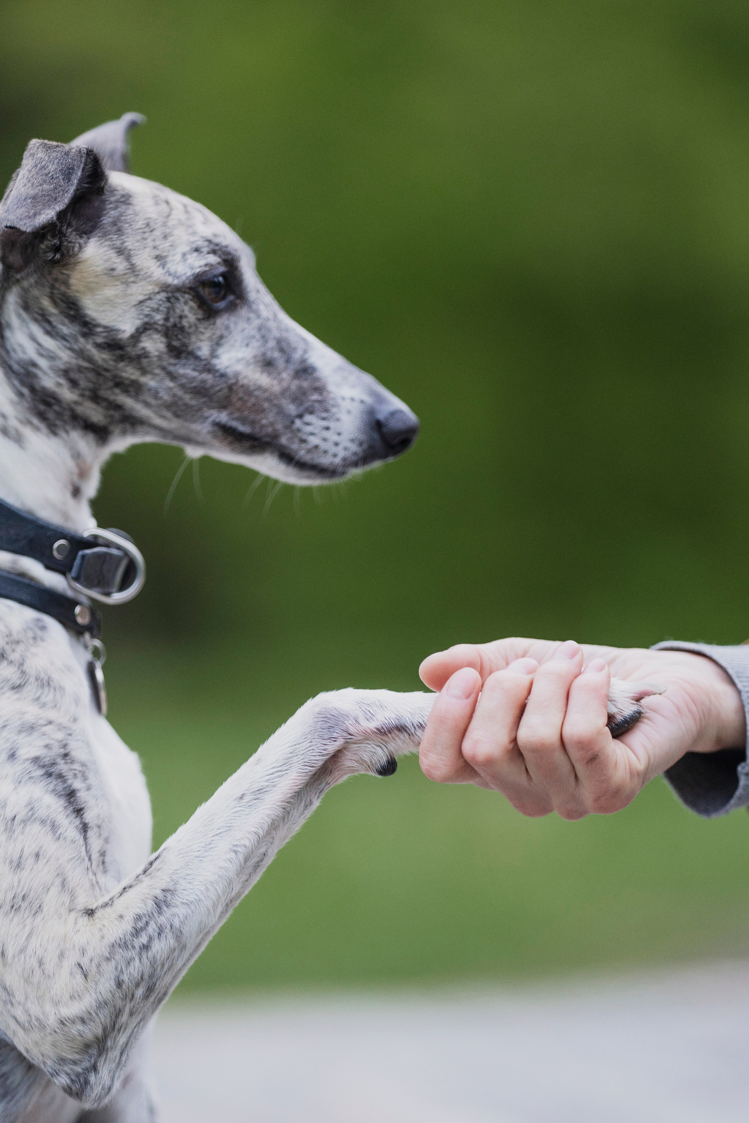 Ольга и ее красивые собаки. Kameramotor74