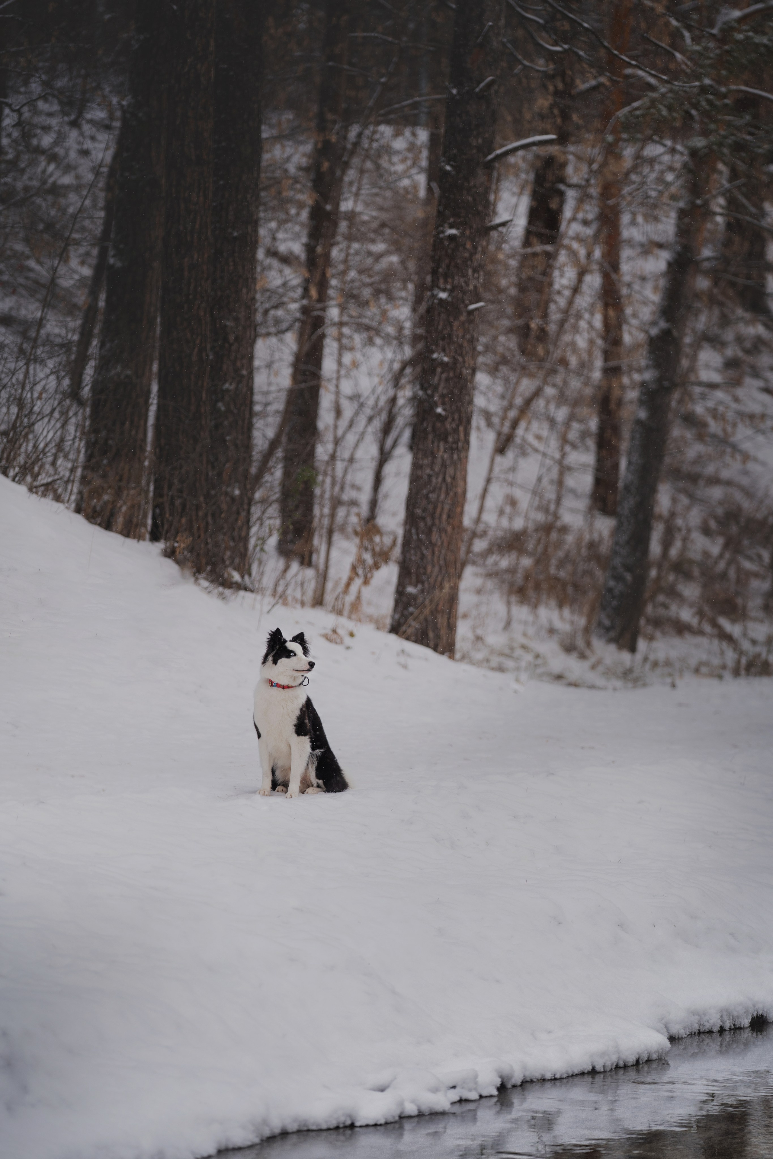Ликер. Kameramotor74