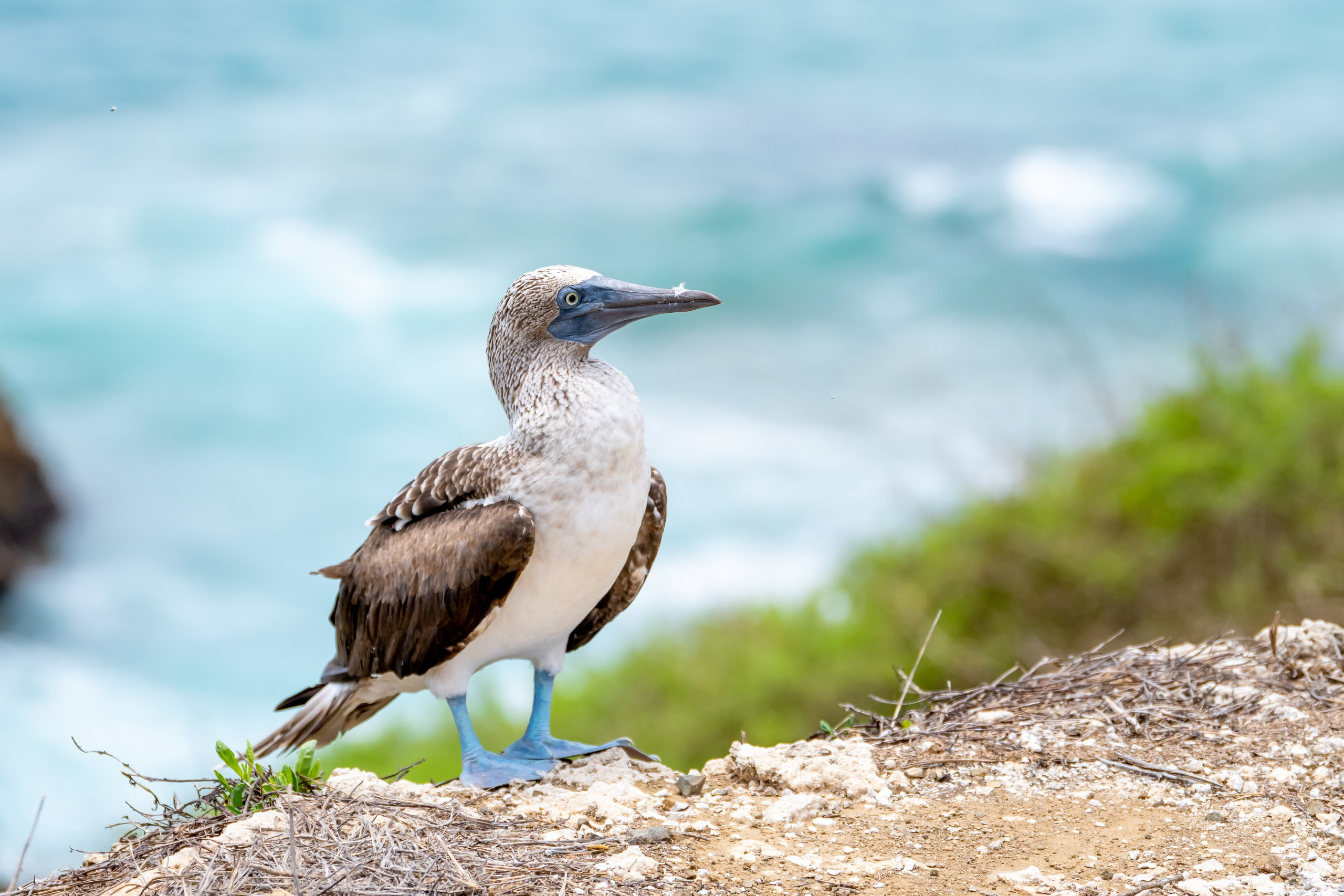 Пейзажный фотограф, Фотографии дикой природы. Foto-Zuev фотография как искусство
