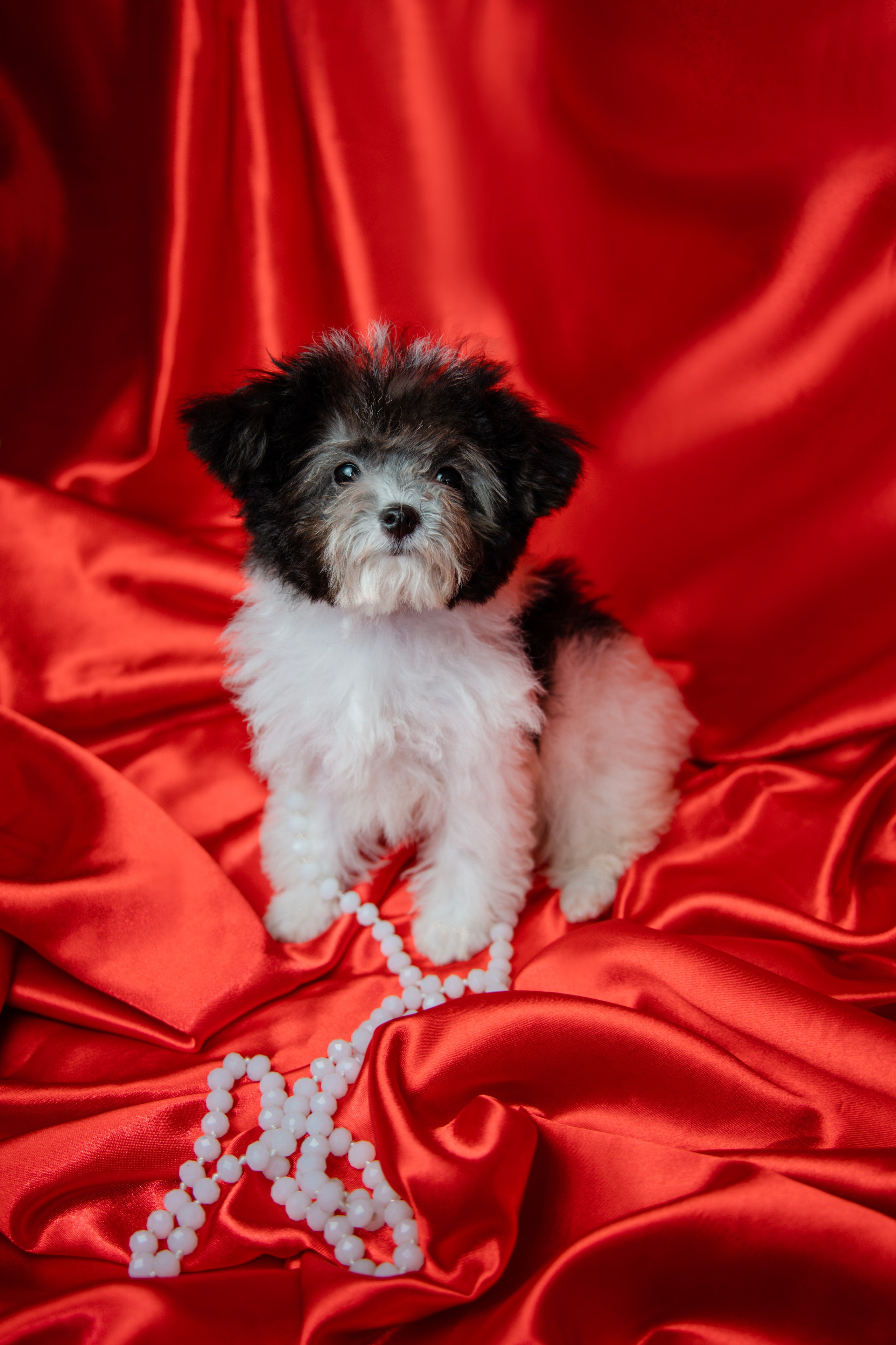 Фотограф Татьяна Марсуверских г. Жуковский, Москва и Мо. Репортажные съёмки, фотосессии,  фотограф анималист, фотосъёмка животных. Фотограф для маркетплейсов, фотоуслуги в Жуковском Татьяна Марсуверских