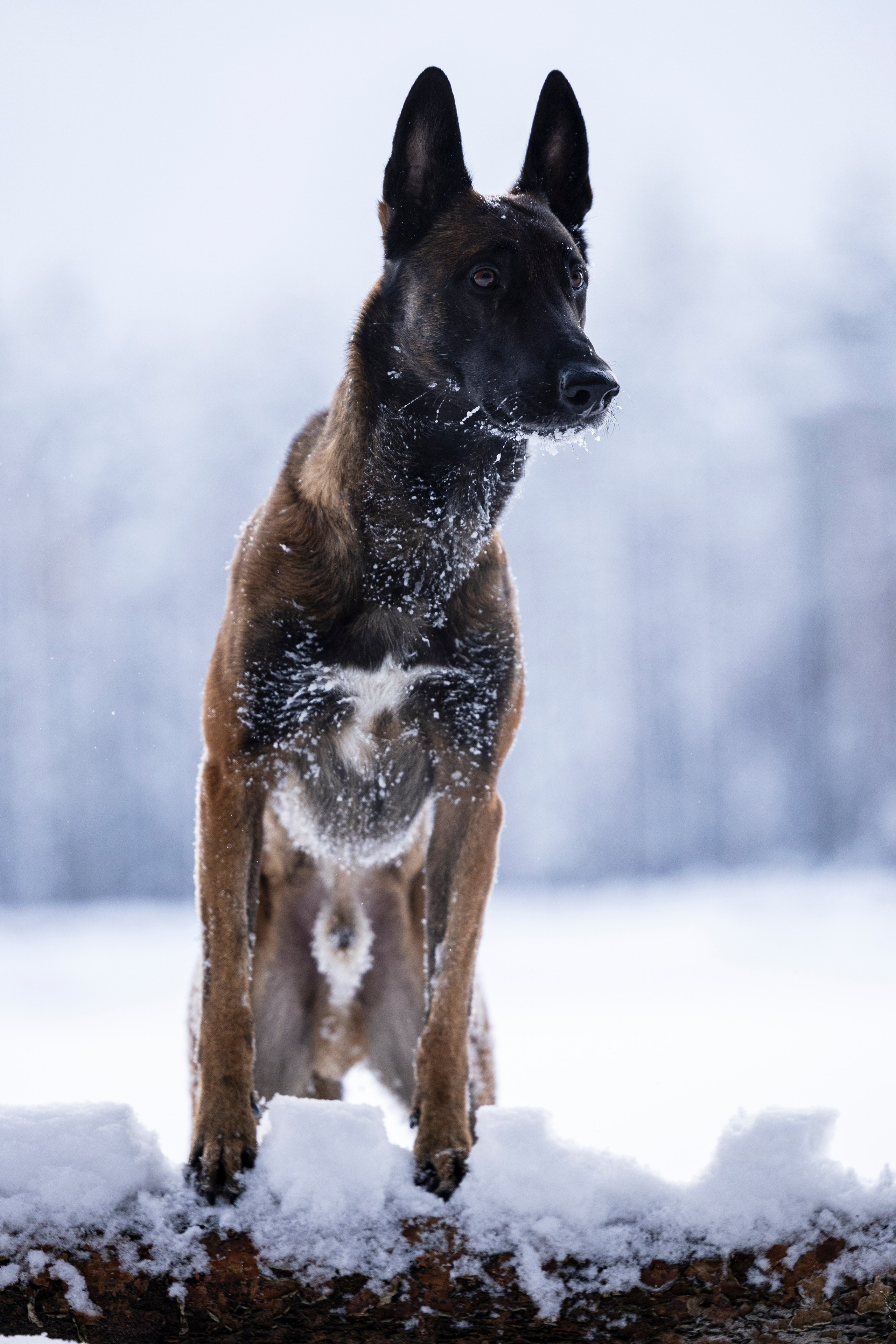 Раш. Фотограф-анималист Анна Маринич