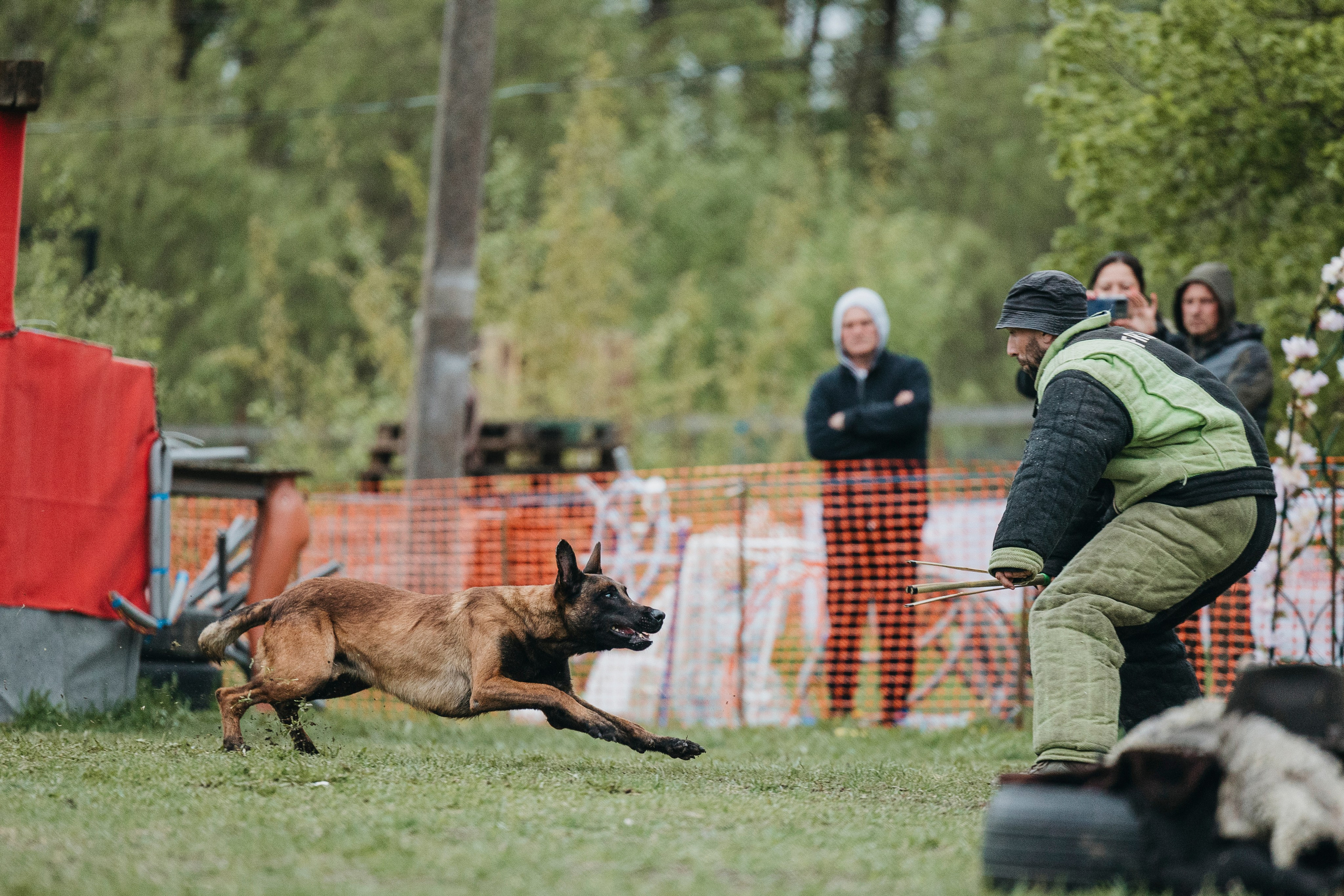 26.05.25 г. Пушкин квалификационные соревнования. Фотограф-анималист Анна Маринич