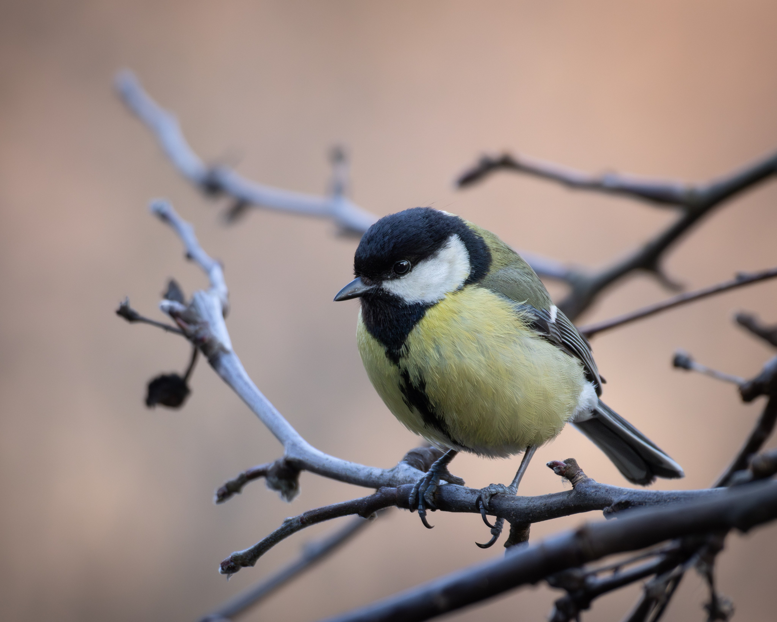 Lipetsk 2025. Anton Chernov | Wildlife photographer