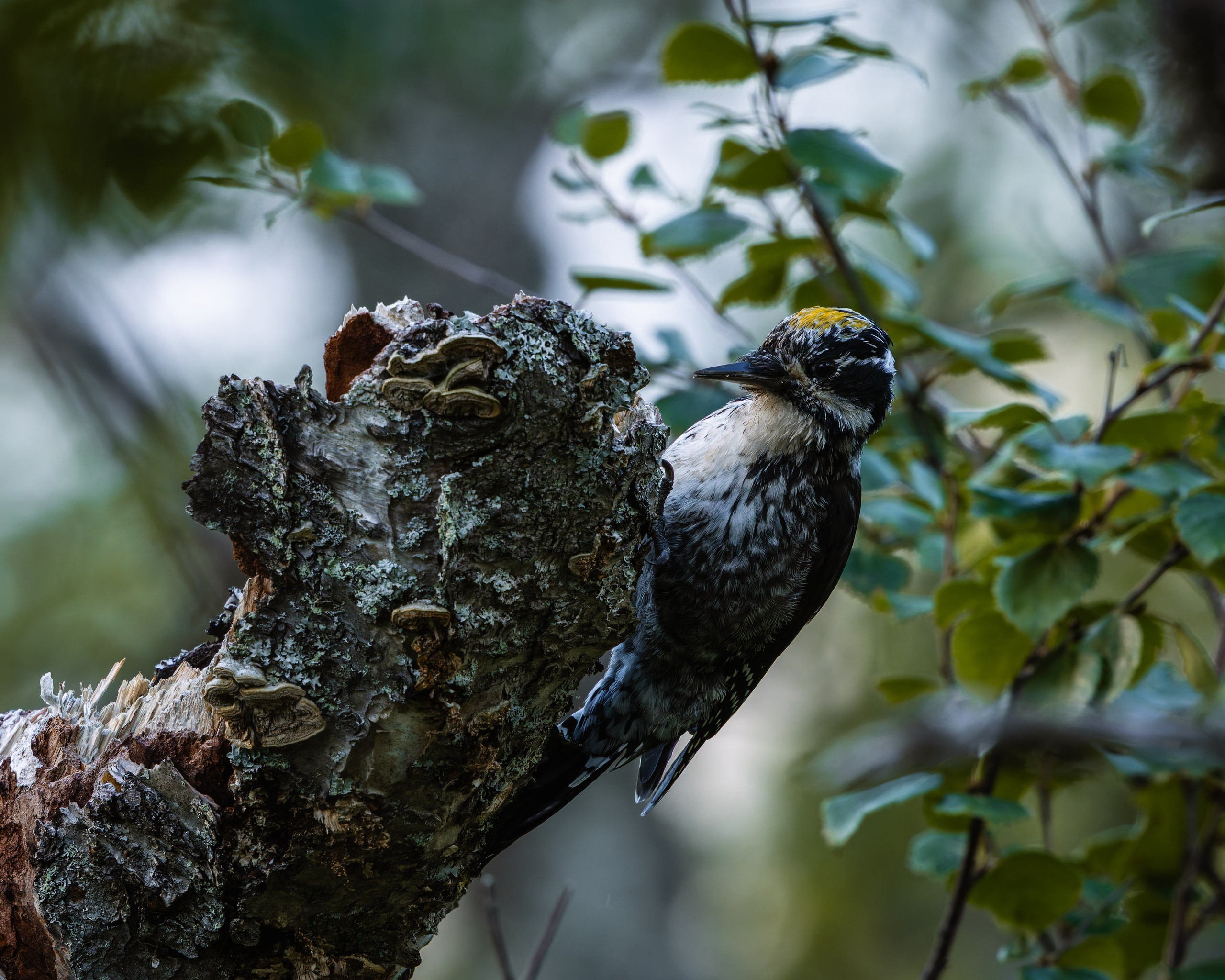 Khibinu 2025. Anton Chernov | Wildlife photographer