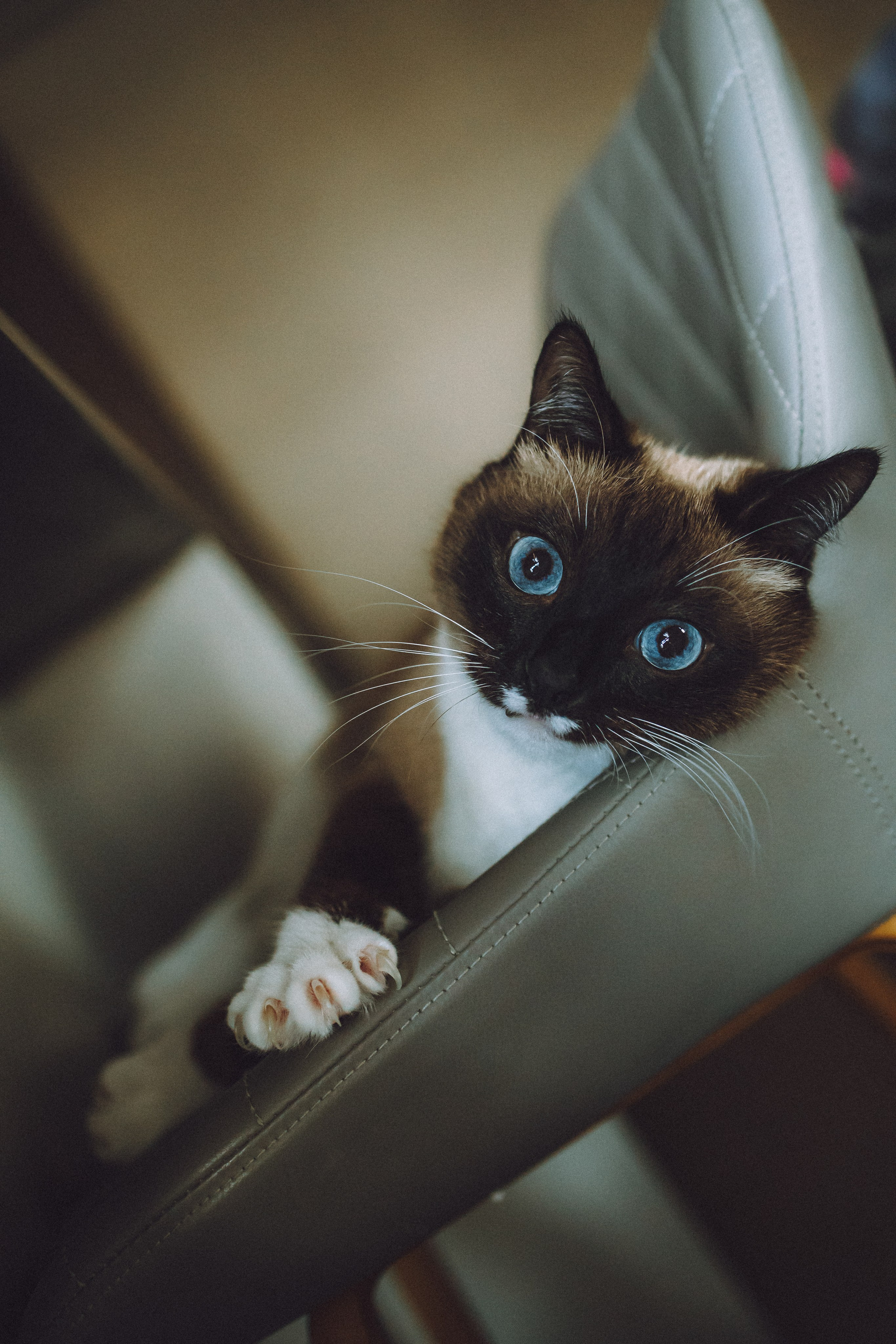 Наташа, Маруся и Зефир