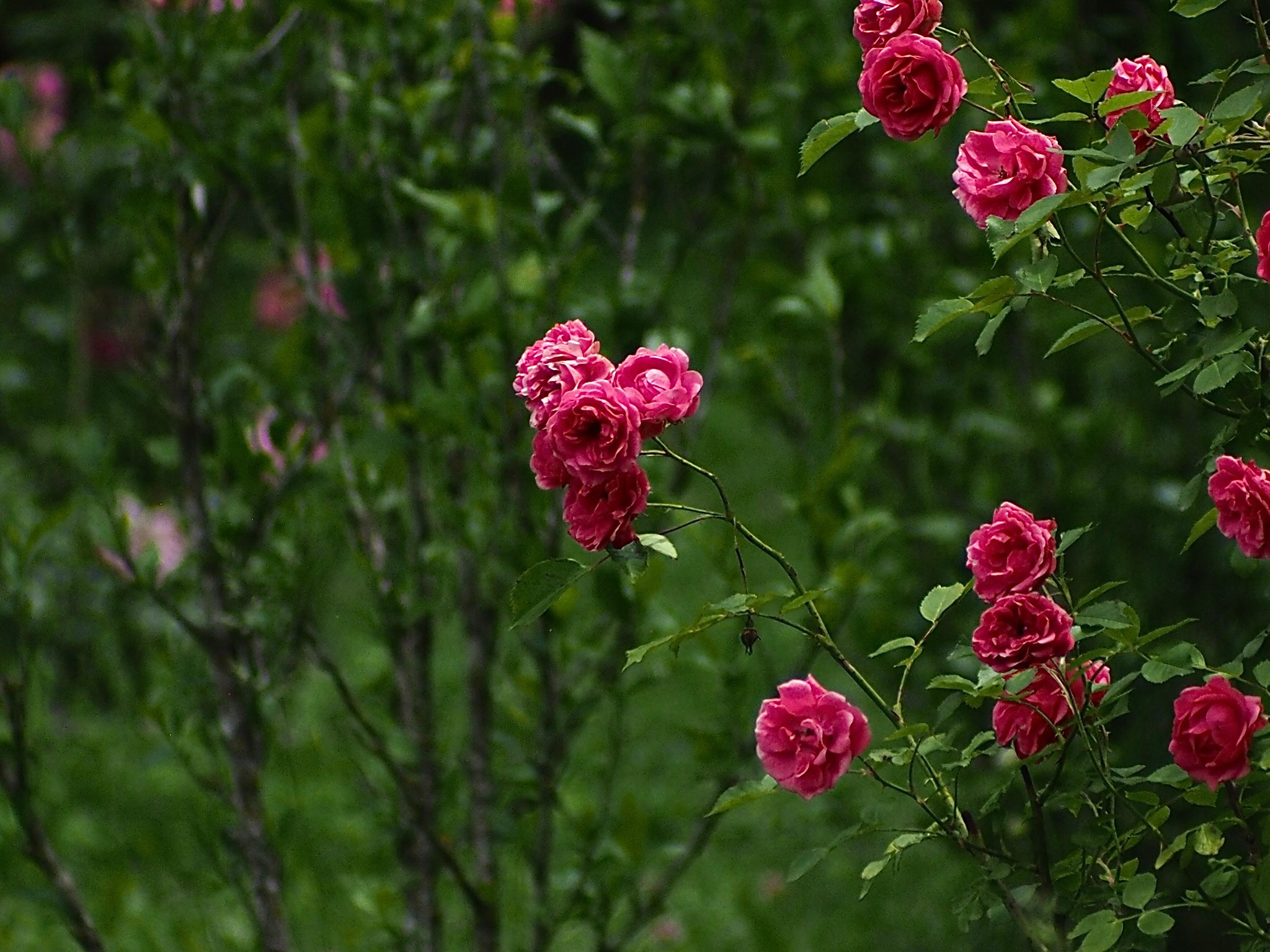 Флора и фауна. Смотри, красота!