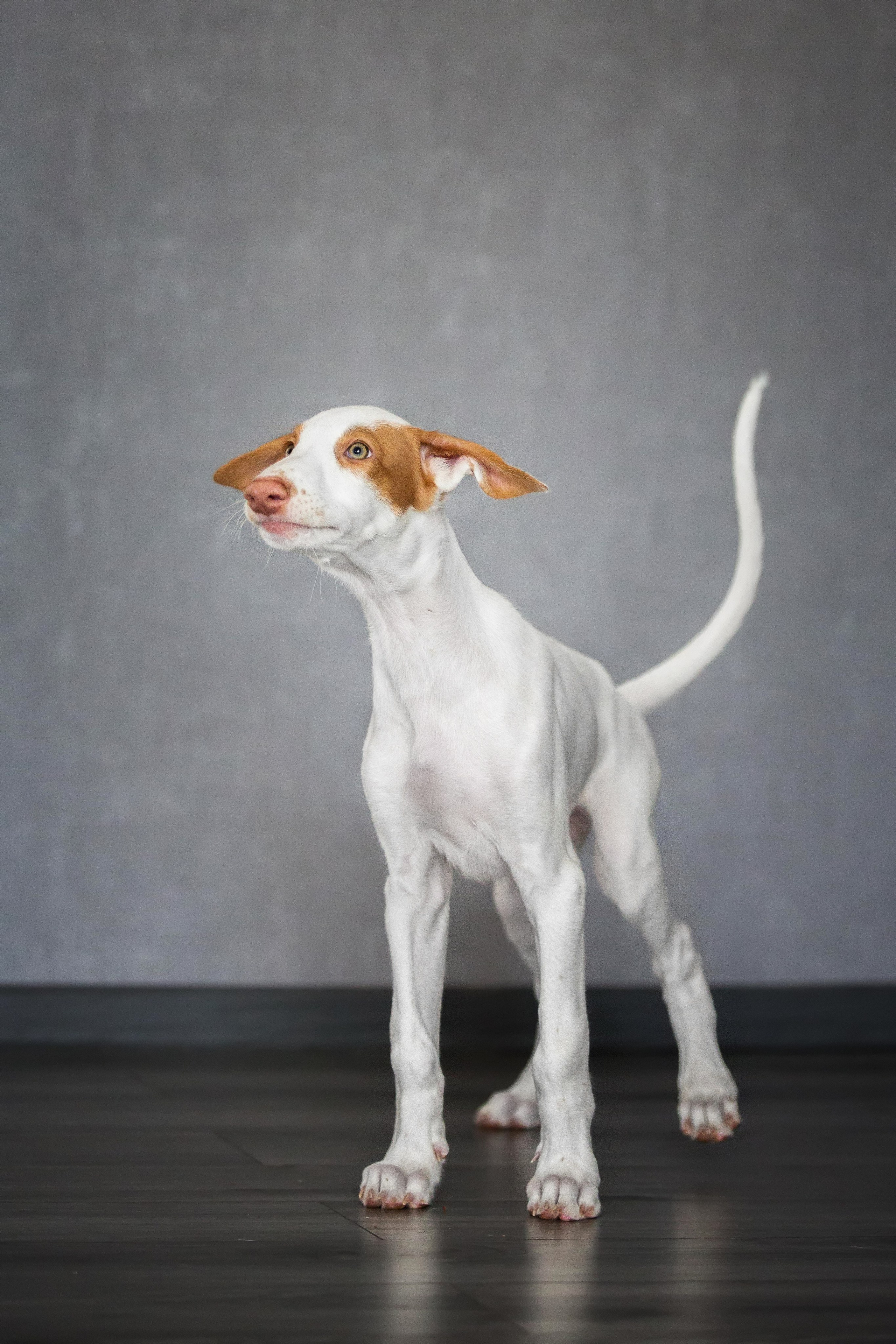 Поденко Ибиценко. Https://moshkovaphoto.ru/