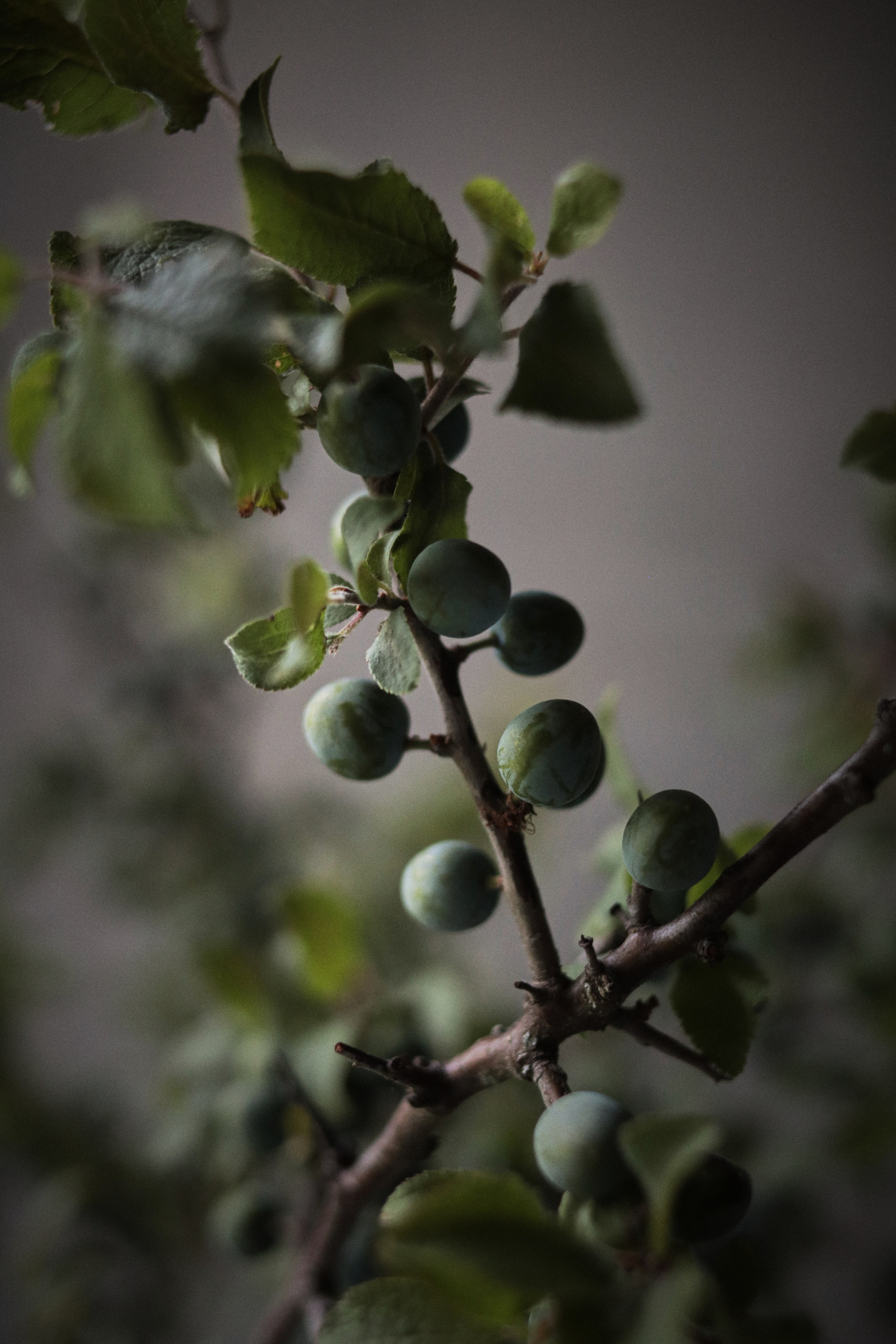 Flowers. Виктория Калугина — фотограф и видеомейкер в Москве