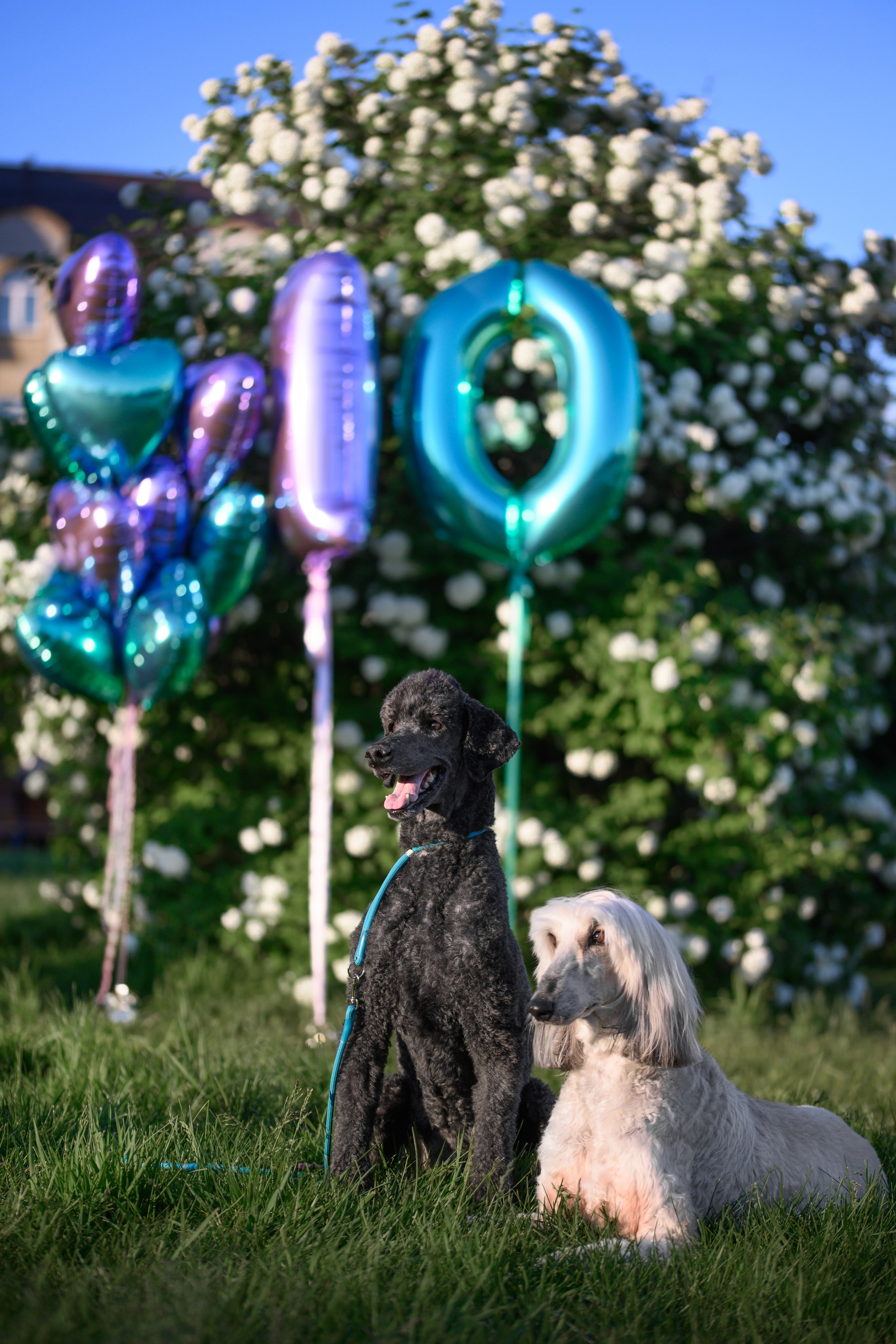 Собаки. FASHION ФОТОГРАФ КАЗАНЬ