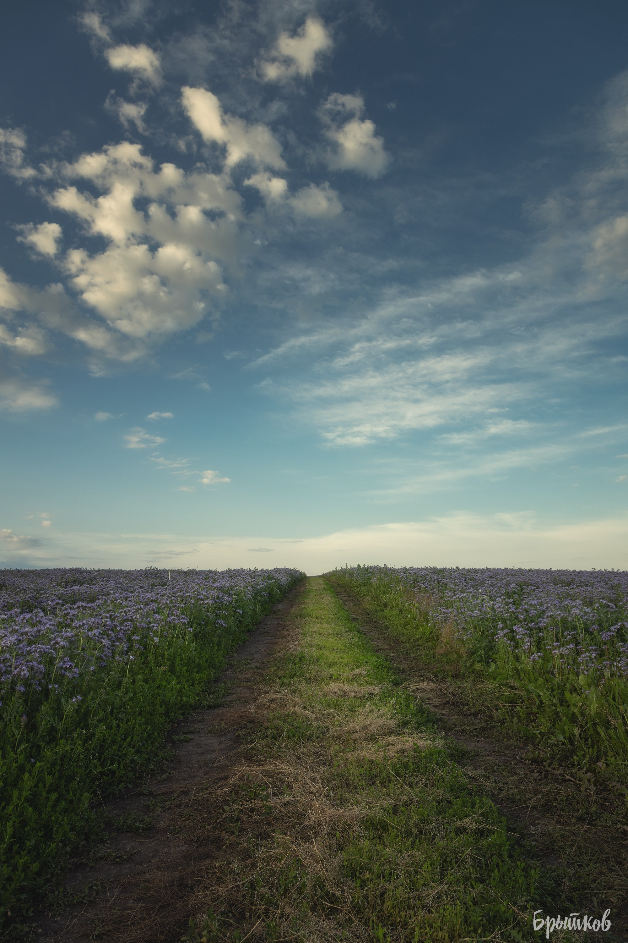 Фацелия. Николай Брытков — фотограф в Туле