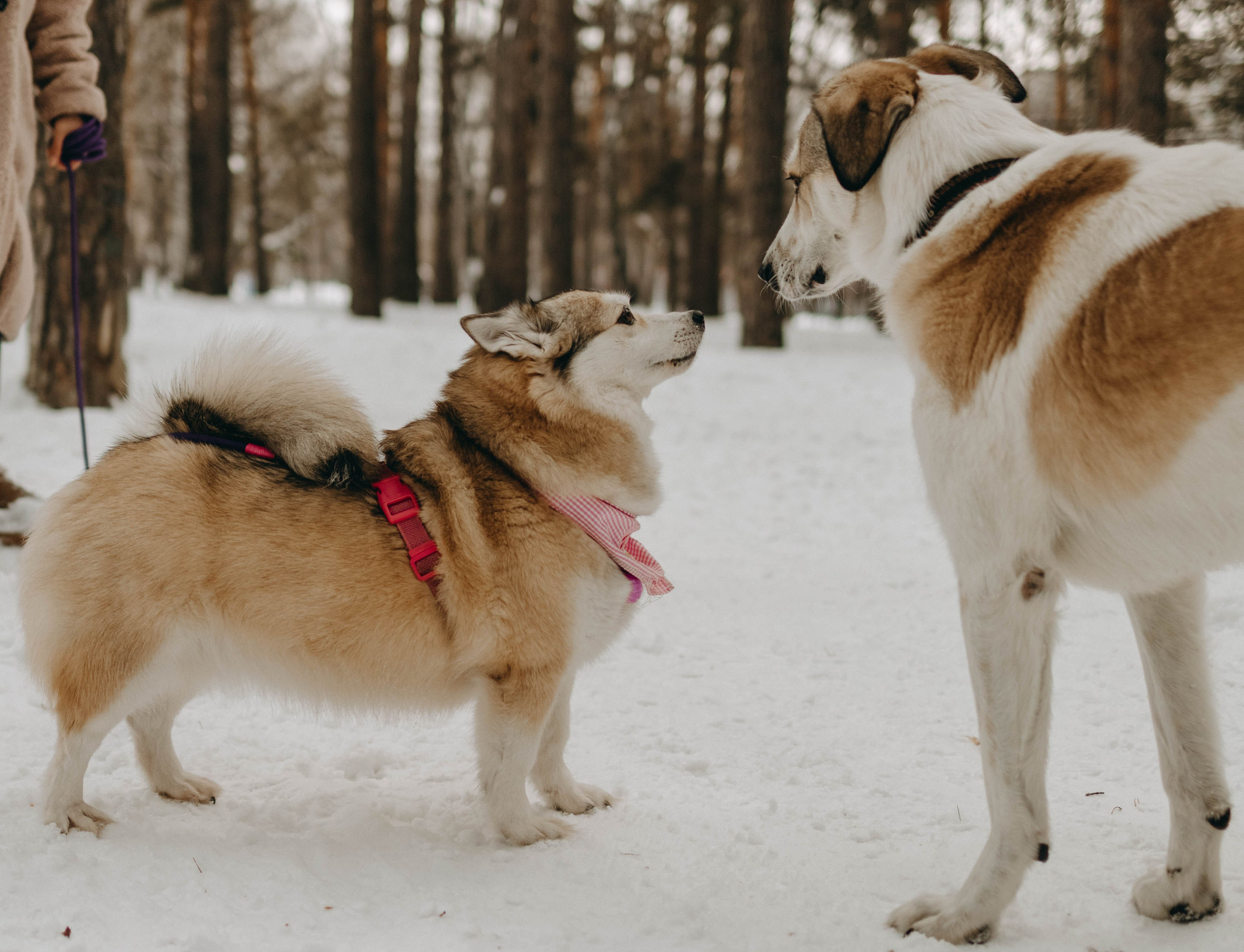 Варвара и Шелби. Фотограф-анималист в Екатеринбурге | Кристина