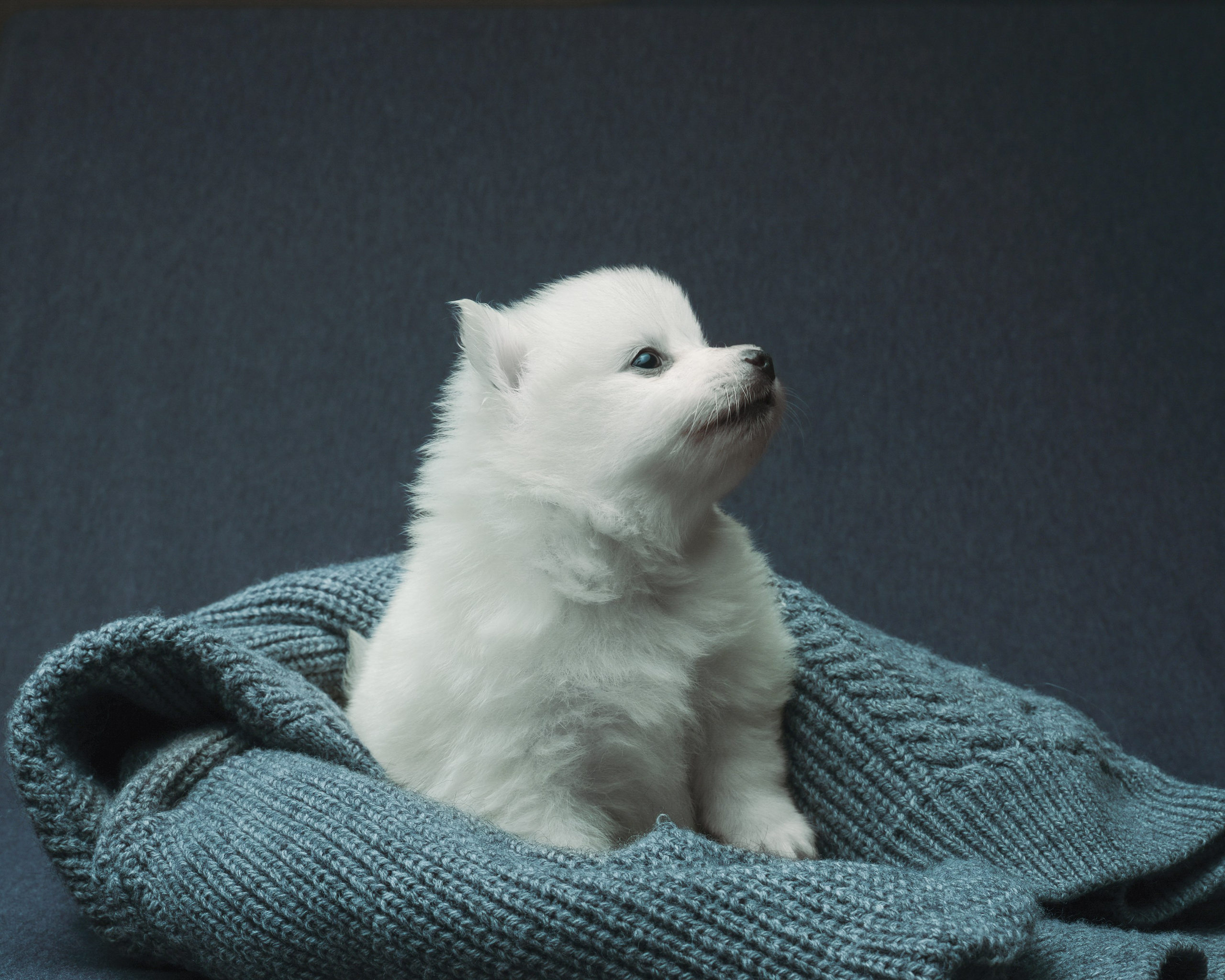 Съемка животных, собак, щенков, фото помета, портрет питомцев. Портретный и семейный фотограф в Перми Лена Лоза. Портрет для бизнеса