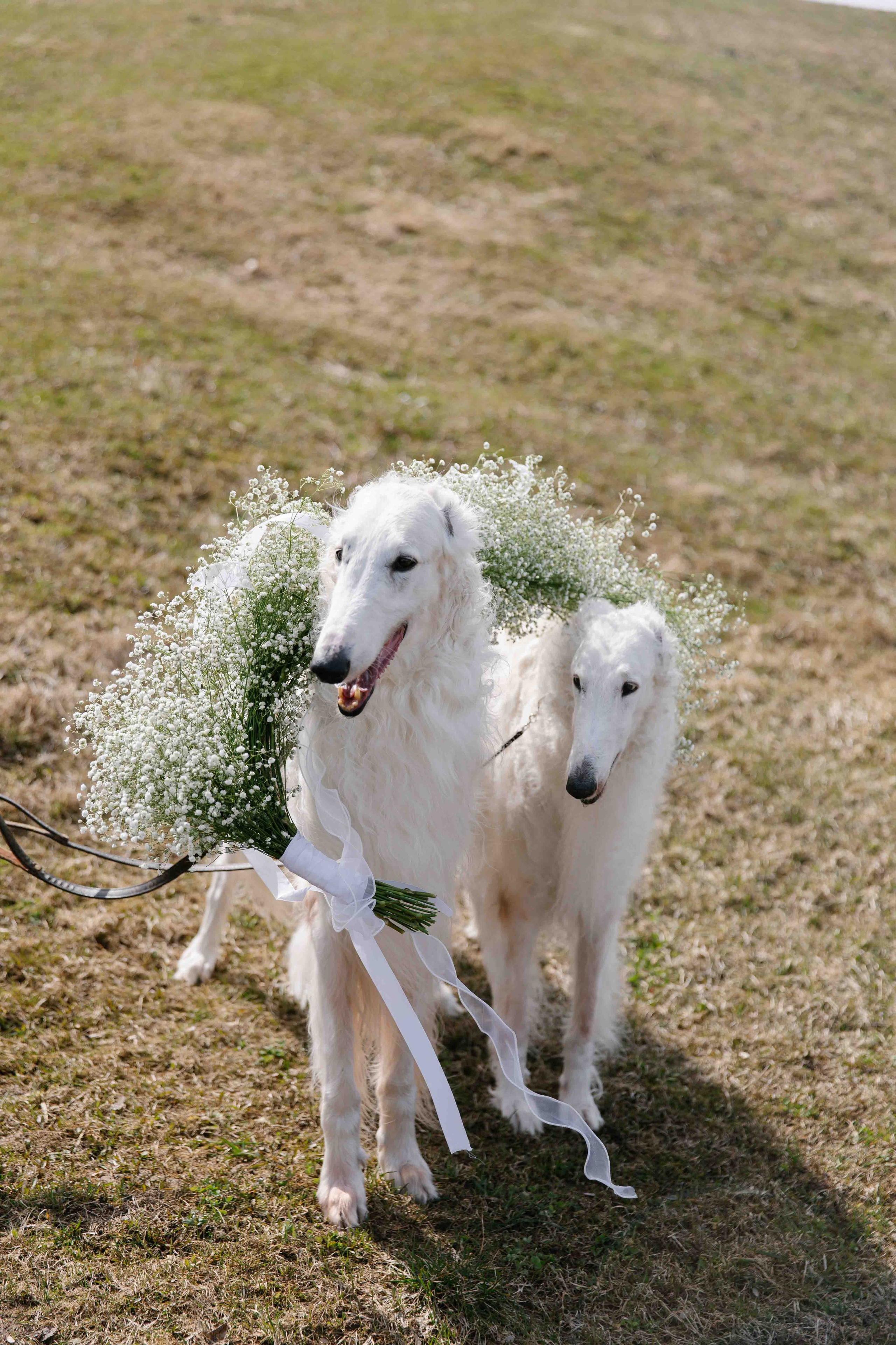 Арина и Иван. Фотограф Пятигорск Александра Карасева