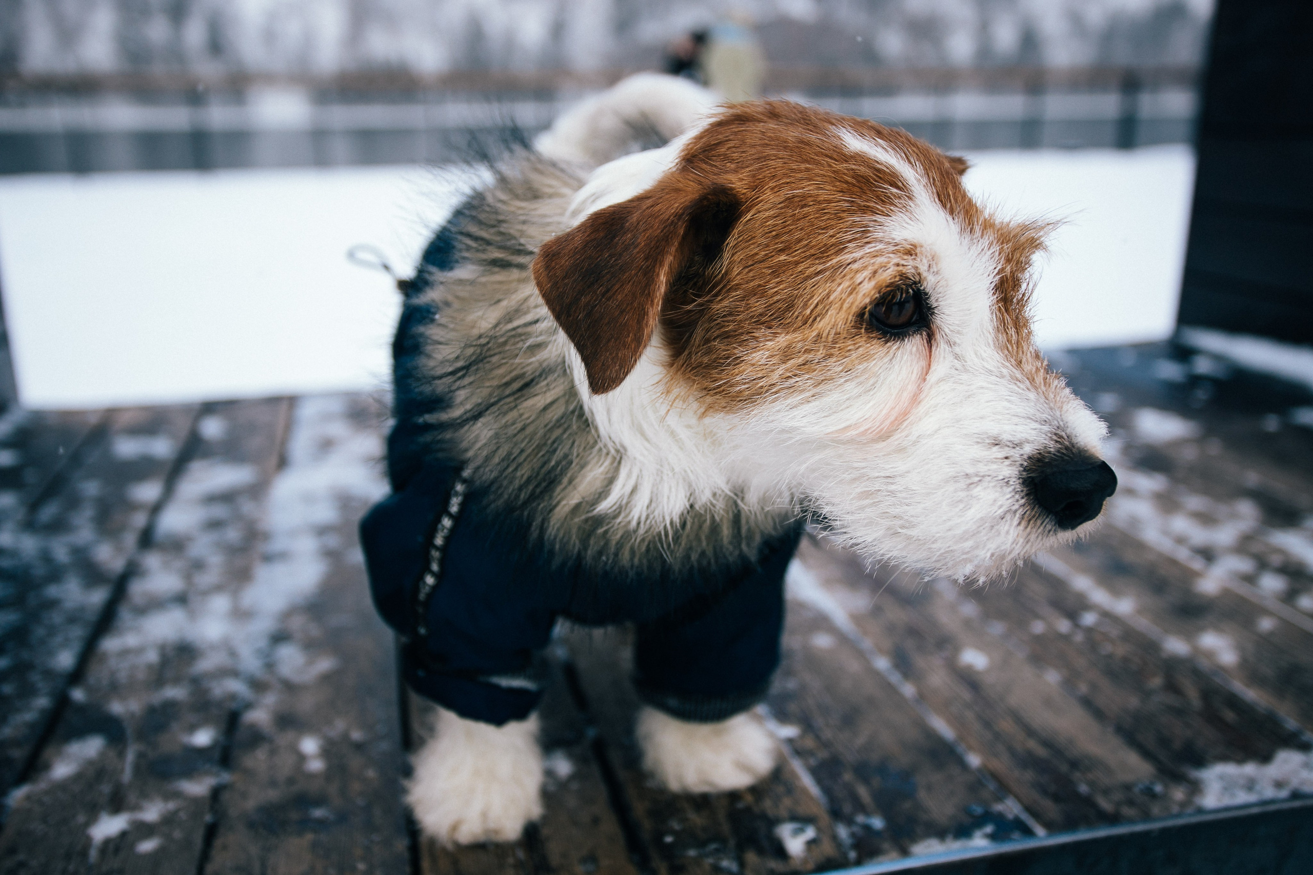 Дарья и Майла. Фотограф Дарья Локотко в Красноярске
