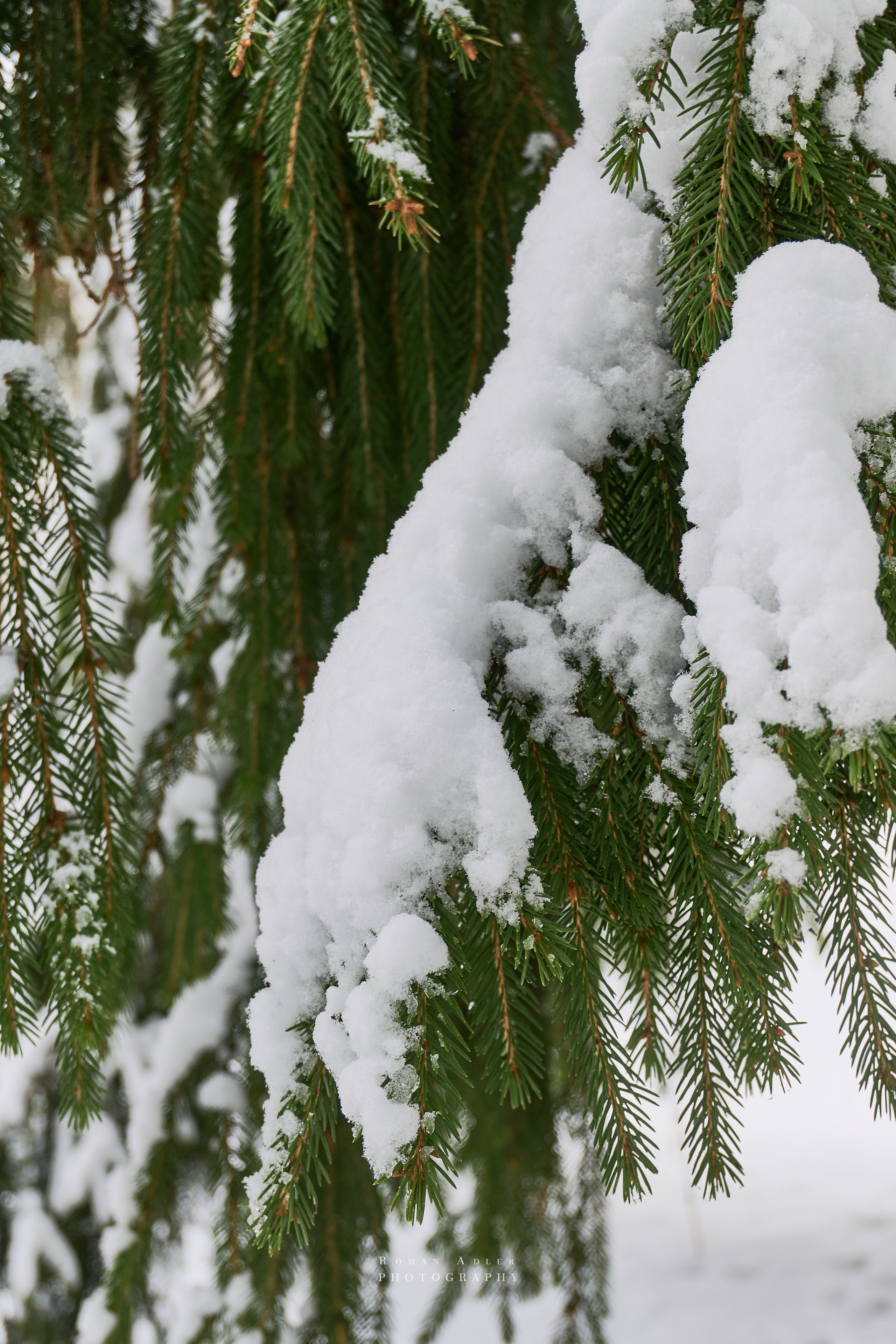 Апрельский снег. Москва 2025. Фотограф Роман Адлер