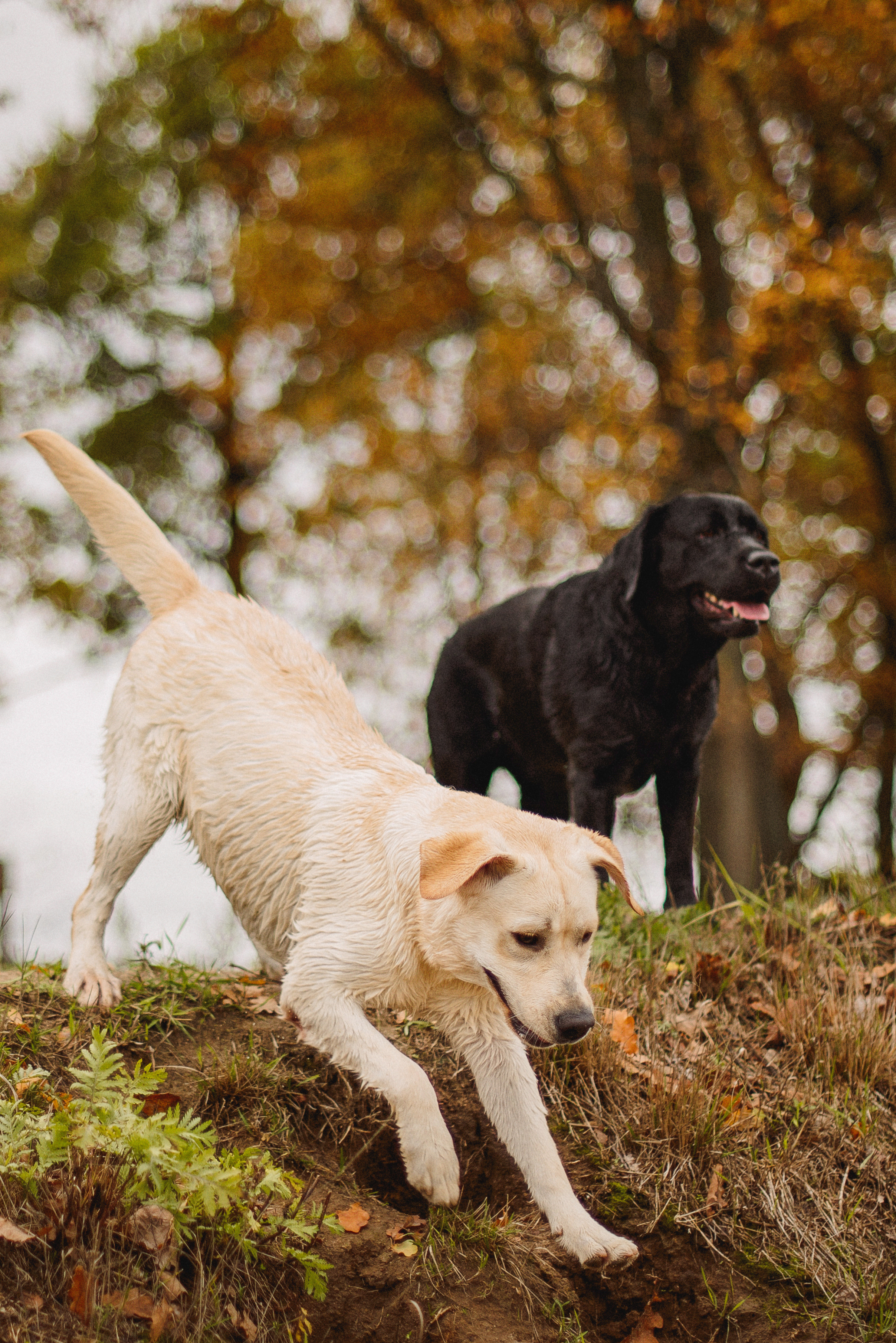 НАСТРОЕНИЕ — ОСЕНЬ!. Свадебный и семейный фотограф РИТА БОЧКАРЁВА