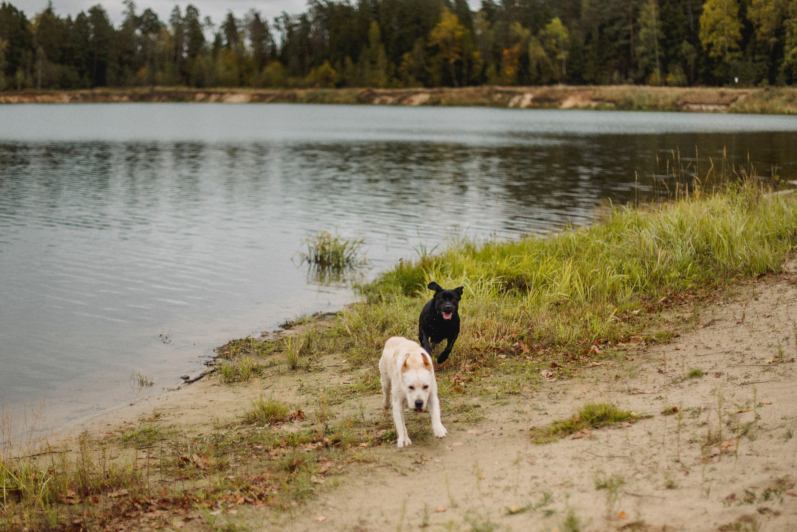 НАСТРОЕНИЕ — ОСЕНЬ!. Свадебный и семейный фотограф РИТА БОЧКАРЁВА
