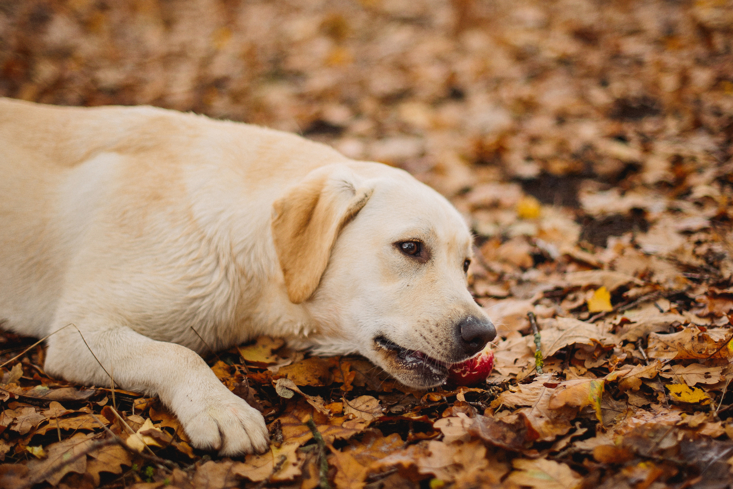 НАСТРОЕНИЕ — ОСЕНЬ!. Свадебный и семейный фотограф РИТА БОЧКАРЁВА