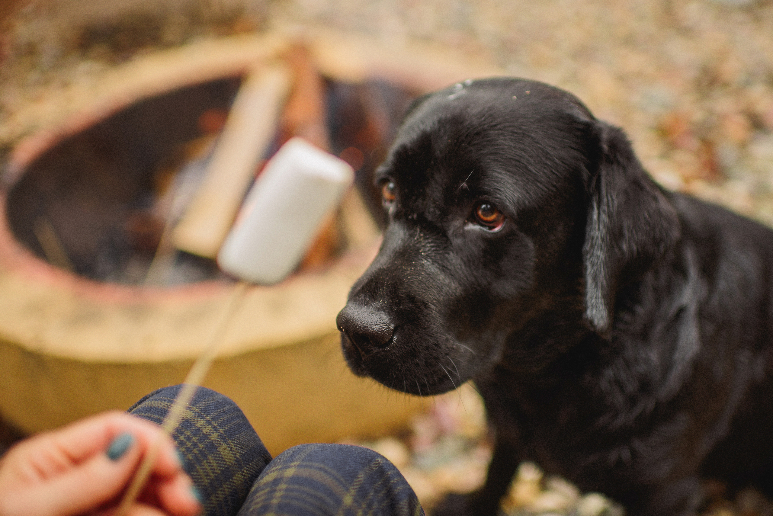 НАСТРОЕНИЕ — ОСЕНЬ!. Свадебный и семейный фотограф РИТА БОЧКАРЁВА