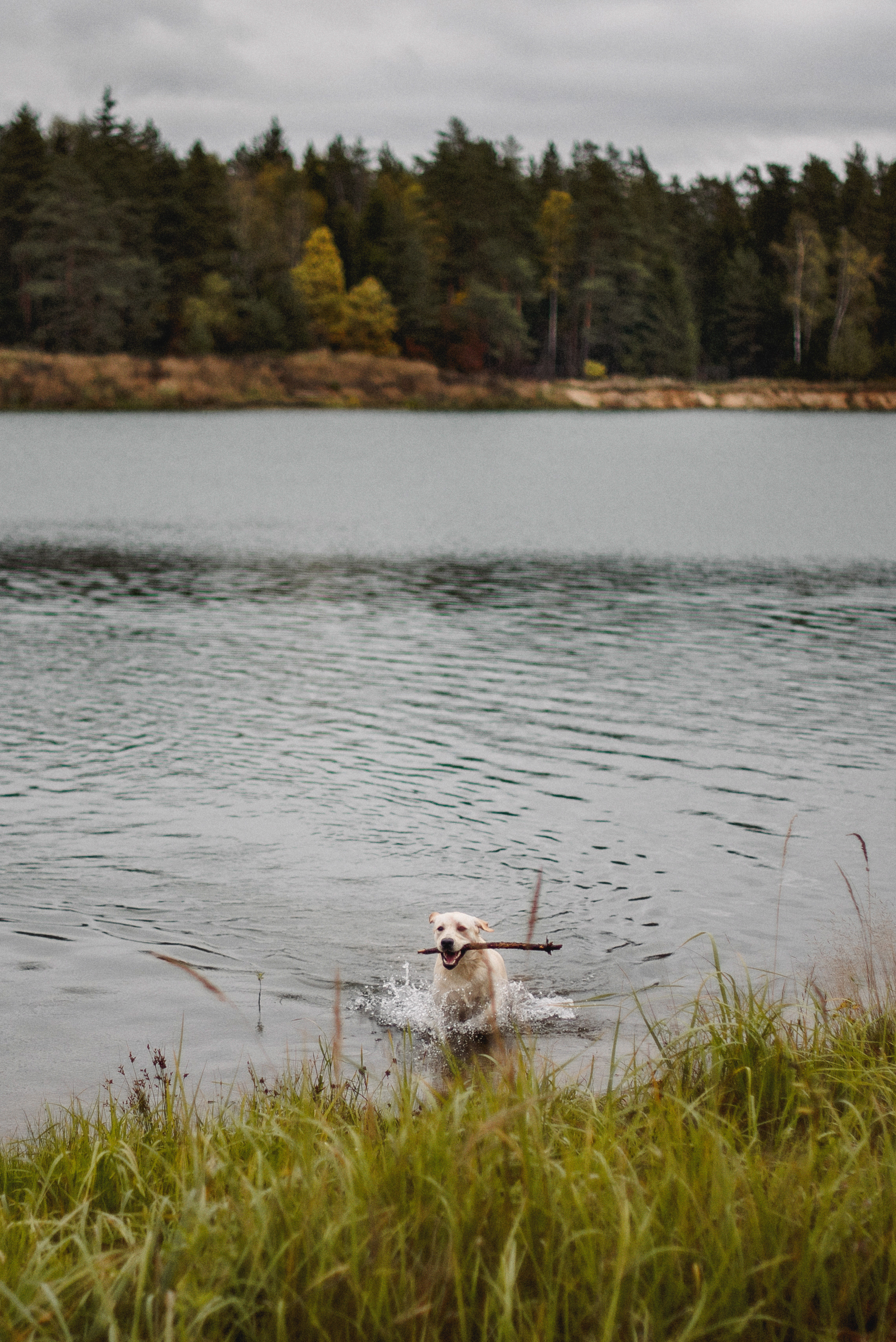 НАСТРОЕНИЕ — ОСЕНЬ!. Свадебный и семейный фотограф РИТА БОЧКАРЁВА