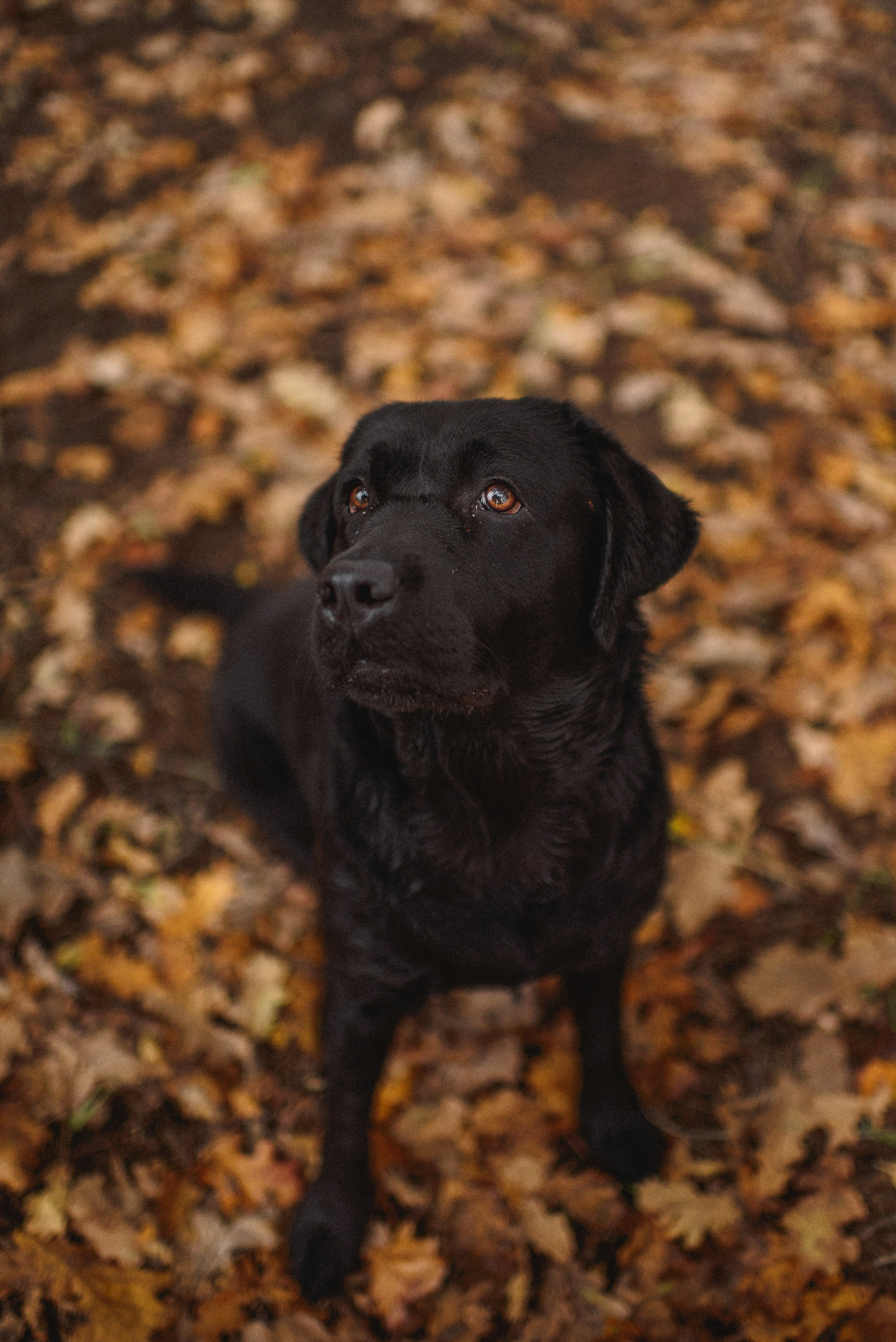 НАСТРОЕНИЕ — ОСЕНЬ!. Свадебный и семейный фотограф РИТА БОЧКАРЁВА